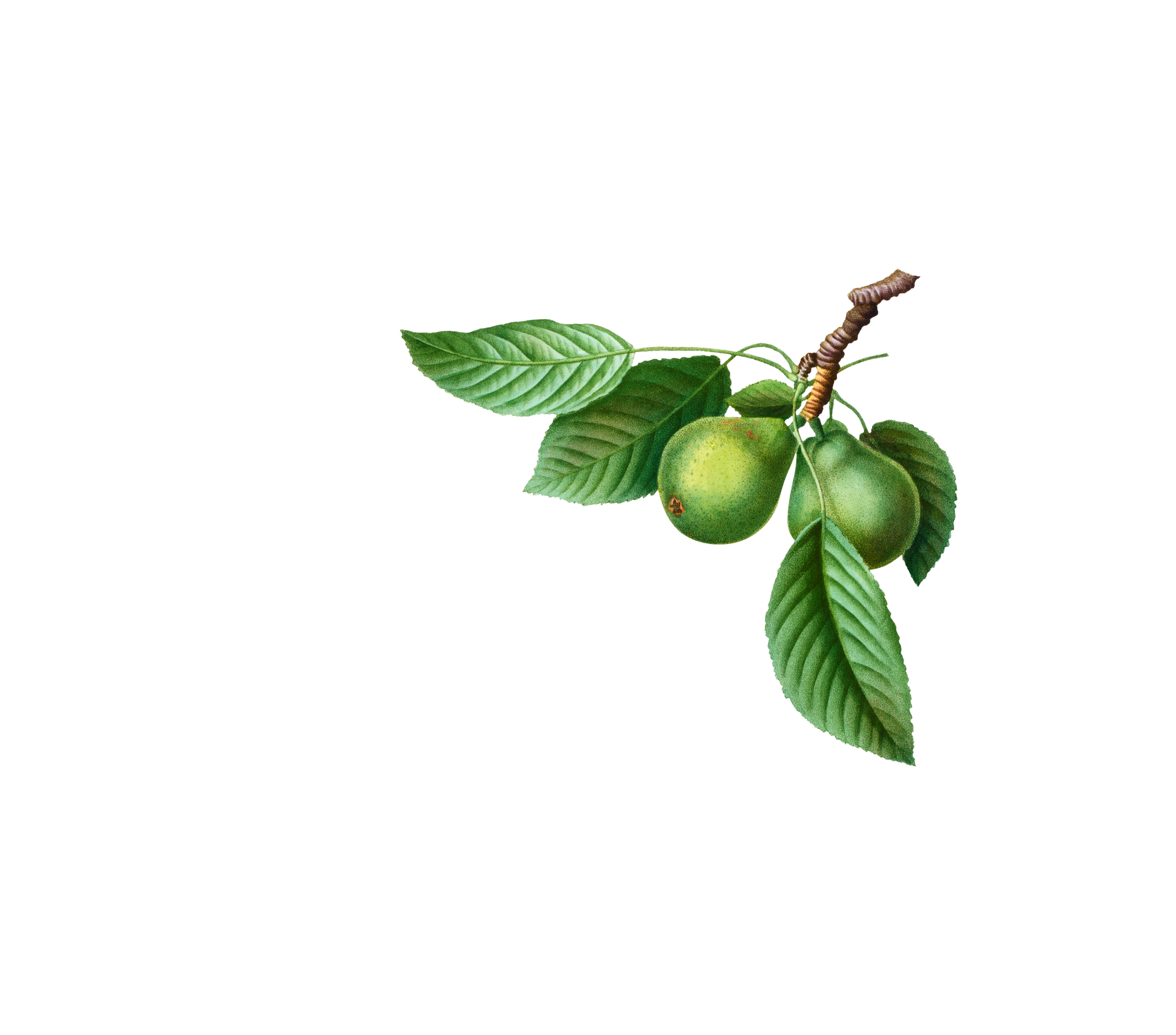 Pear Juices