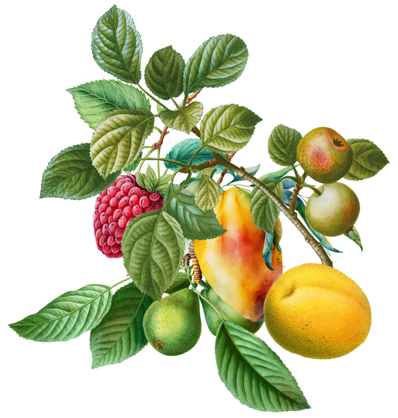 Illustration of various fruits on a branch with green leaves, including strawberries, apples, peaches, and oranges.