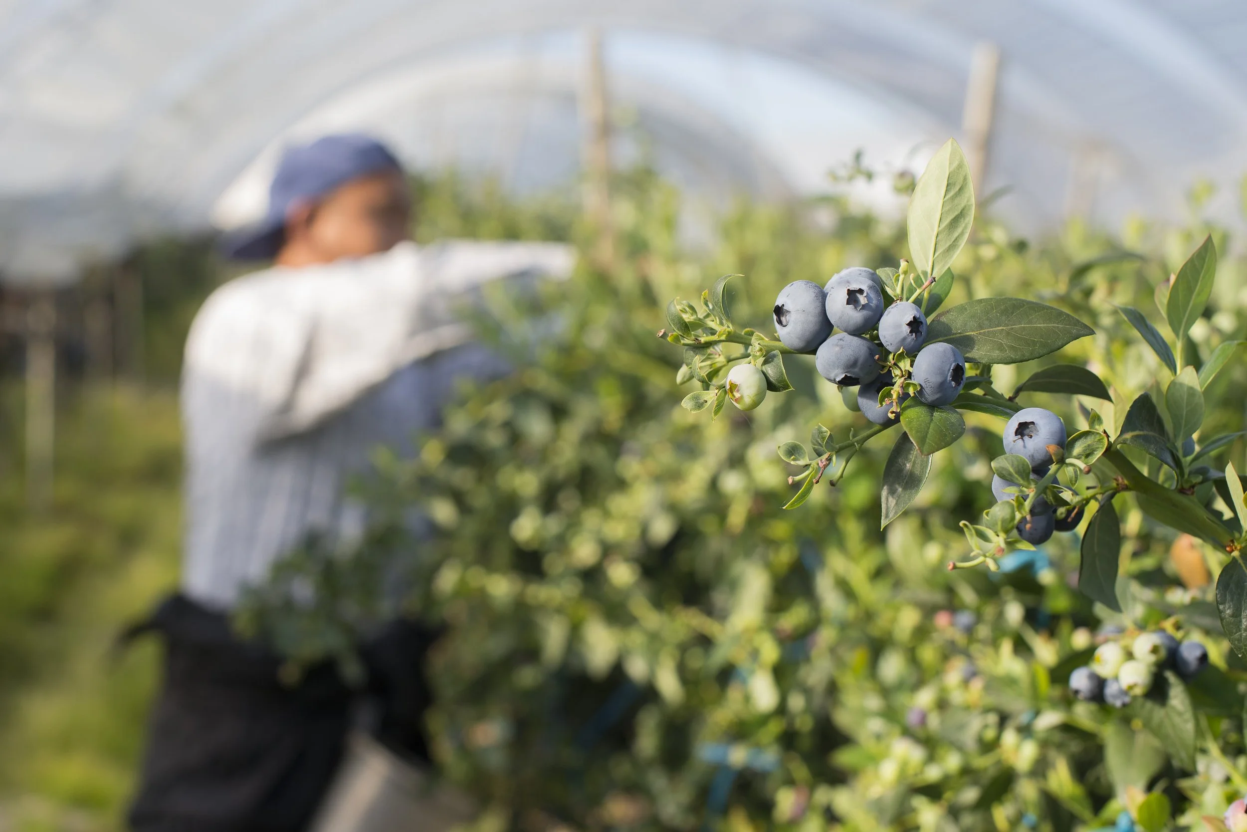 blueberries.jpeg