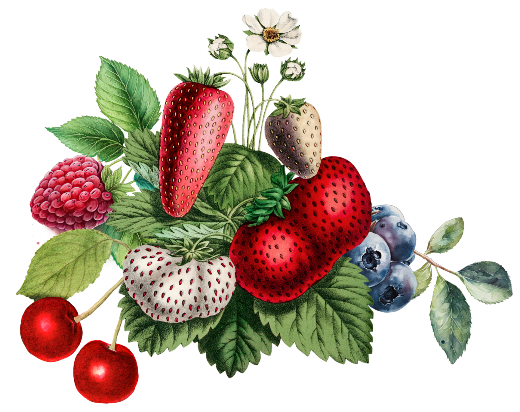A detailed illustration of various berries, including strawberries, blueberries, blackberries, cherries, and a strawberry flower, surrounded by green leaves.