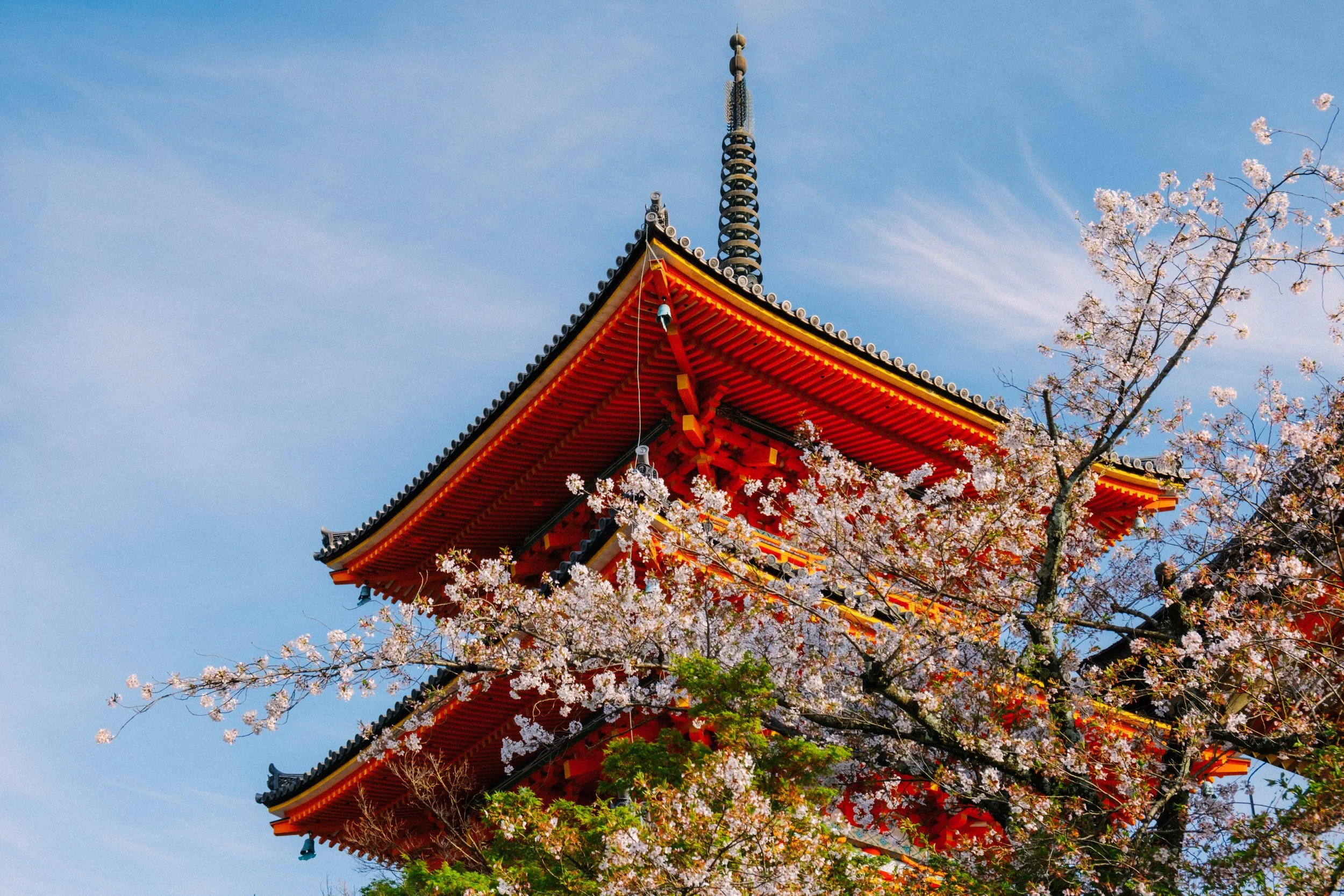 Photo of a traditional Japanese pagoda with red and black details, set against a blue sky with cherry blossoms in full bloom in the foreground.