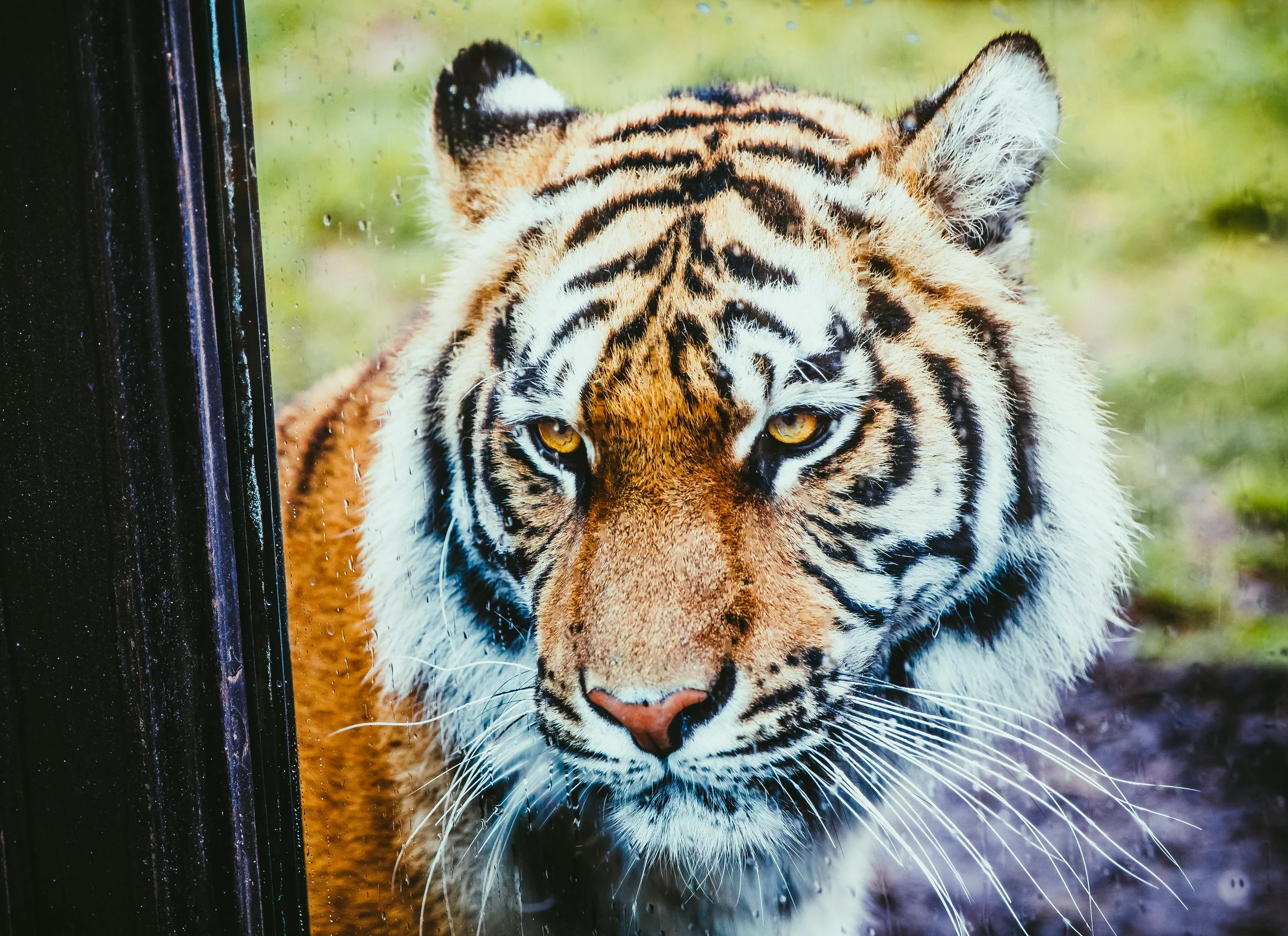 A tiger with orange fur and black stripes looking through a glass window, with water droplets on the glass and a green background.