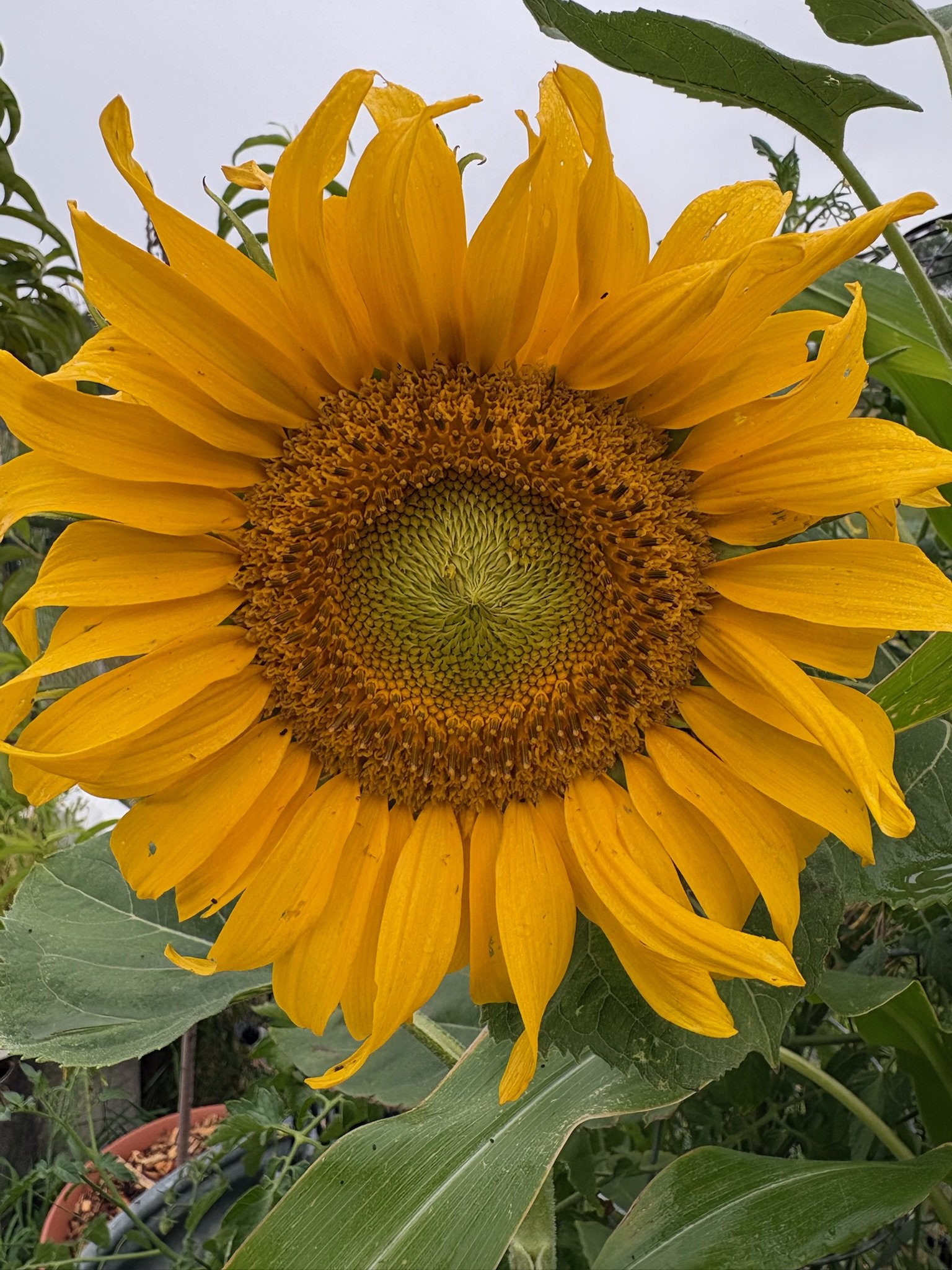 Close-up of a yellow sunflower in bloom surrounded by green leaves.