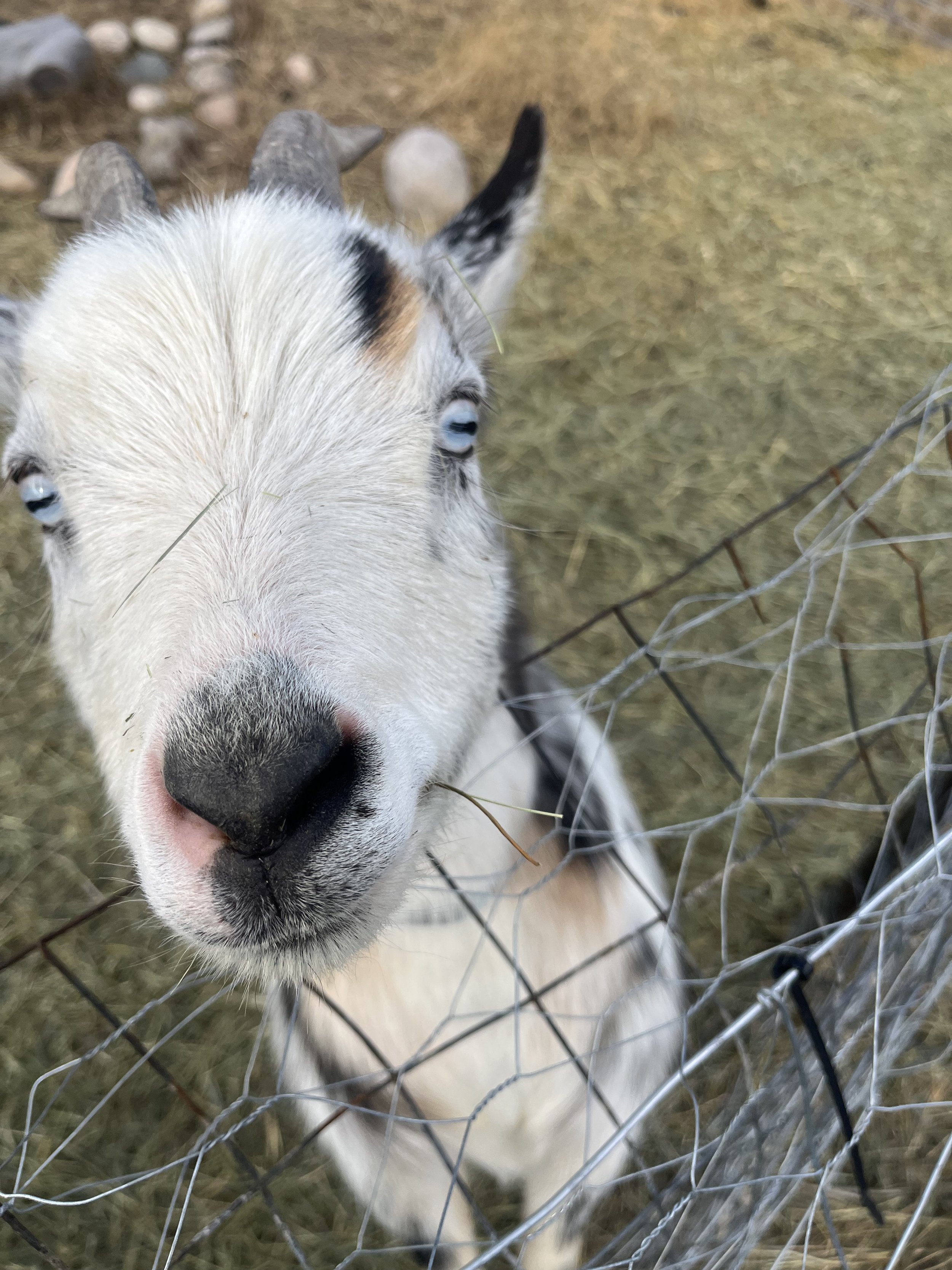 Close-up of a white goat with black markings on its face, looking through a chain-link fence, with a blurred background of dry grass and rocks.
