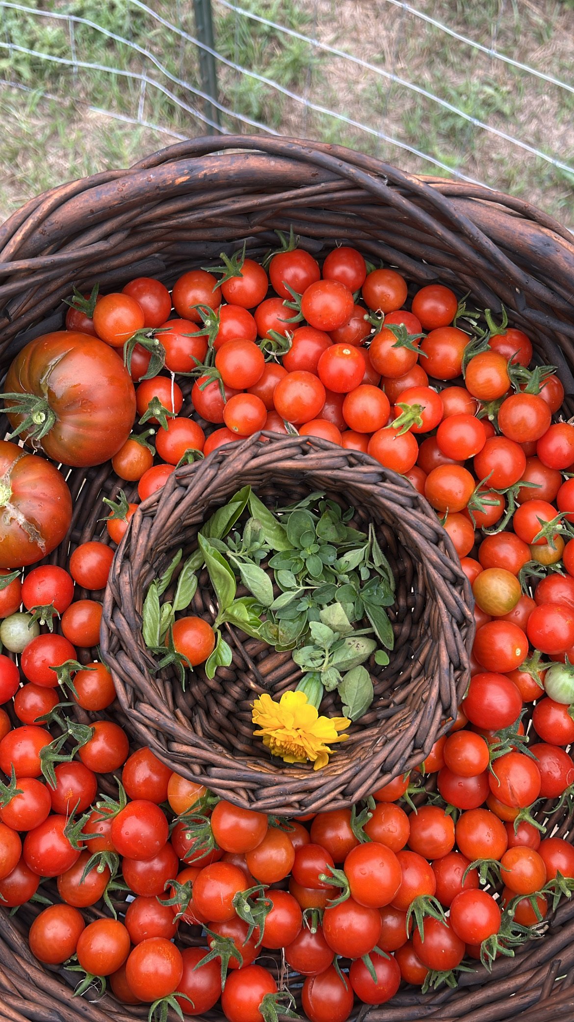 Basket filled with cherry tomatoes, some larger heirloom tomatoes, and green herbs with a yellow flower at the bottom, outdoors on grass.