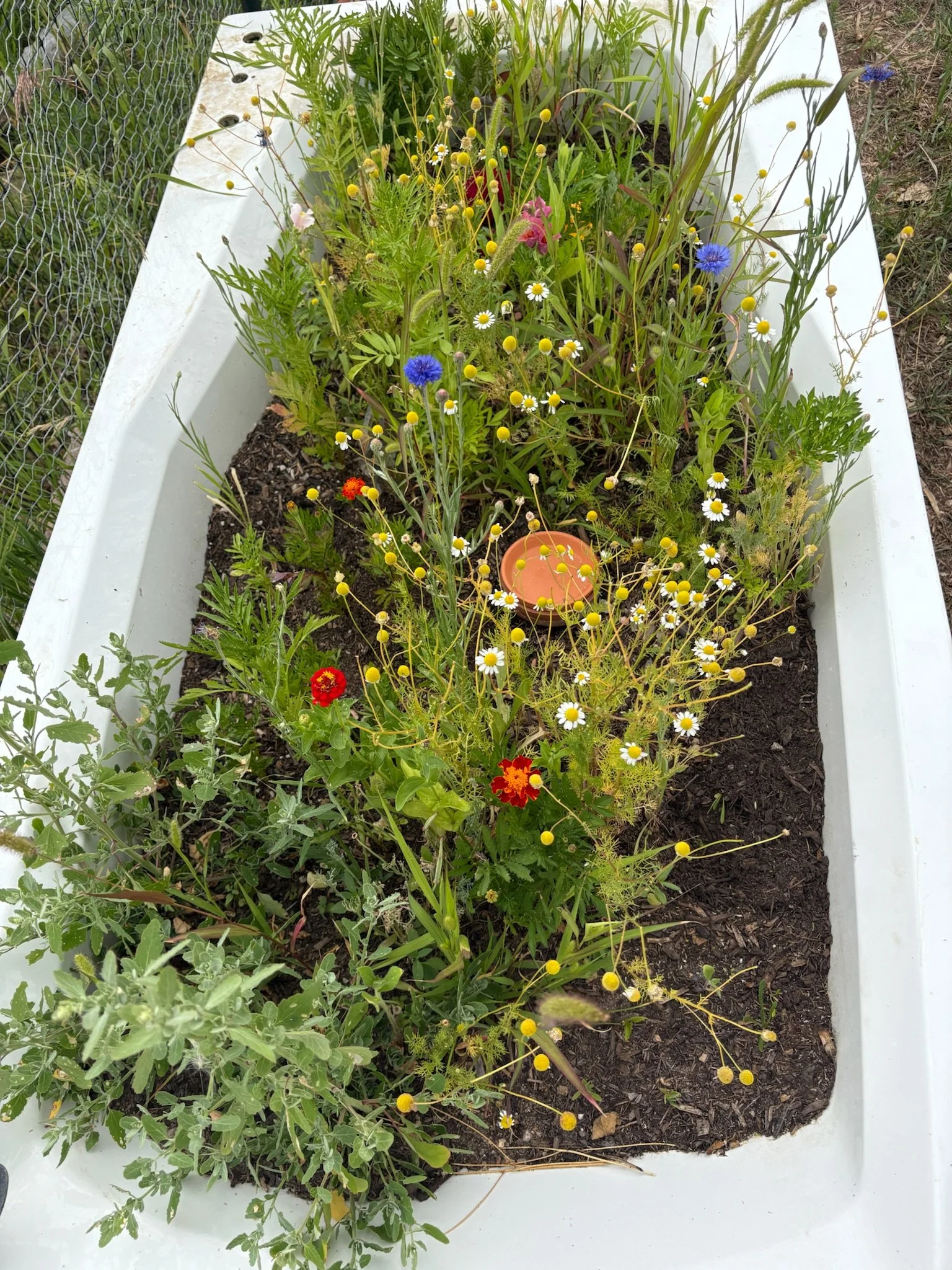 A white rectangular planter filled with various wildflowers and plants, including daisies, cornflowers, marigolds, and other greens, placed outdoors with a wire fence on the side and soil in the background.