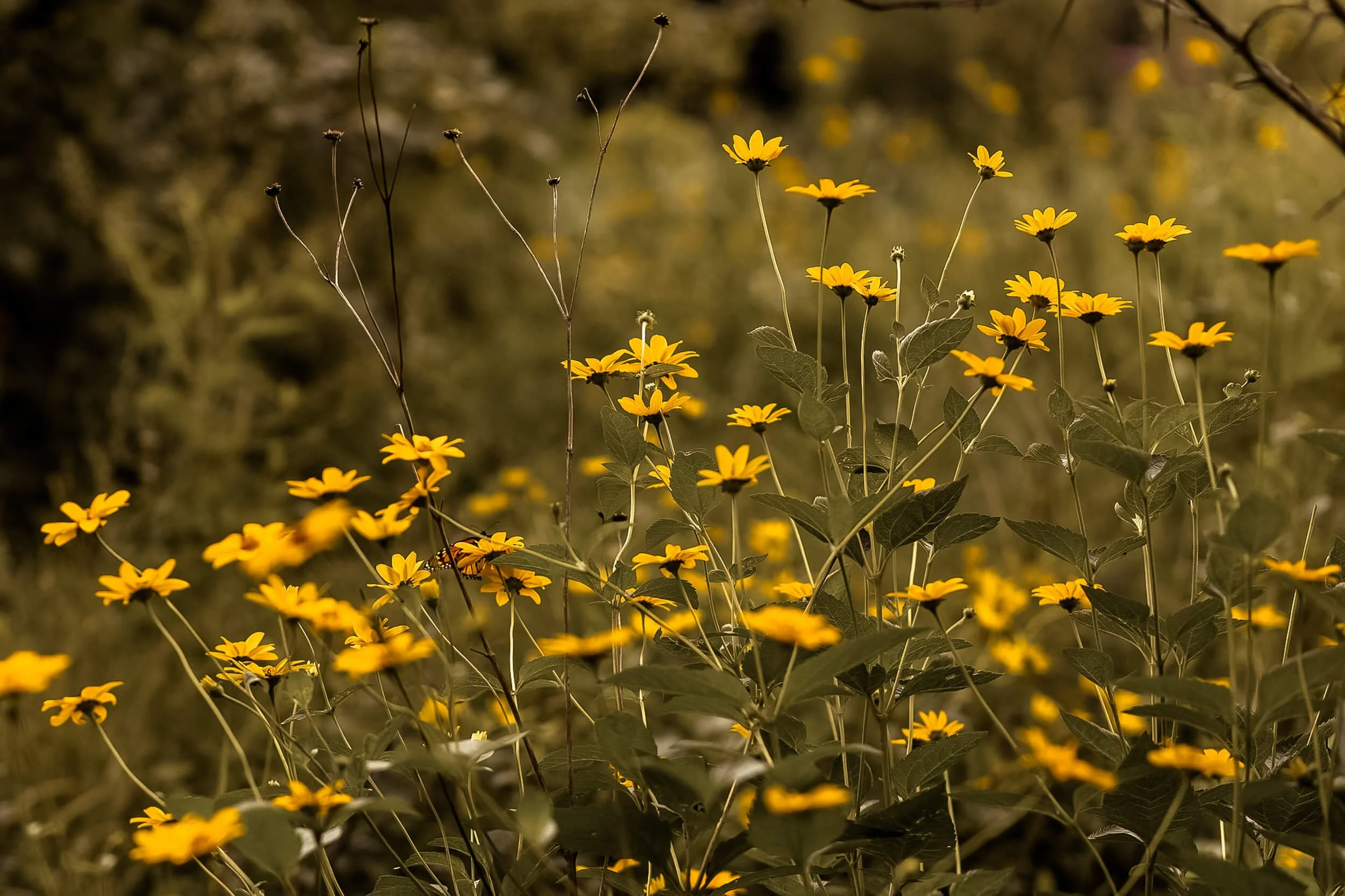 yellow wildflowers