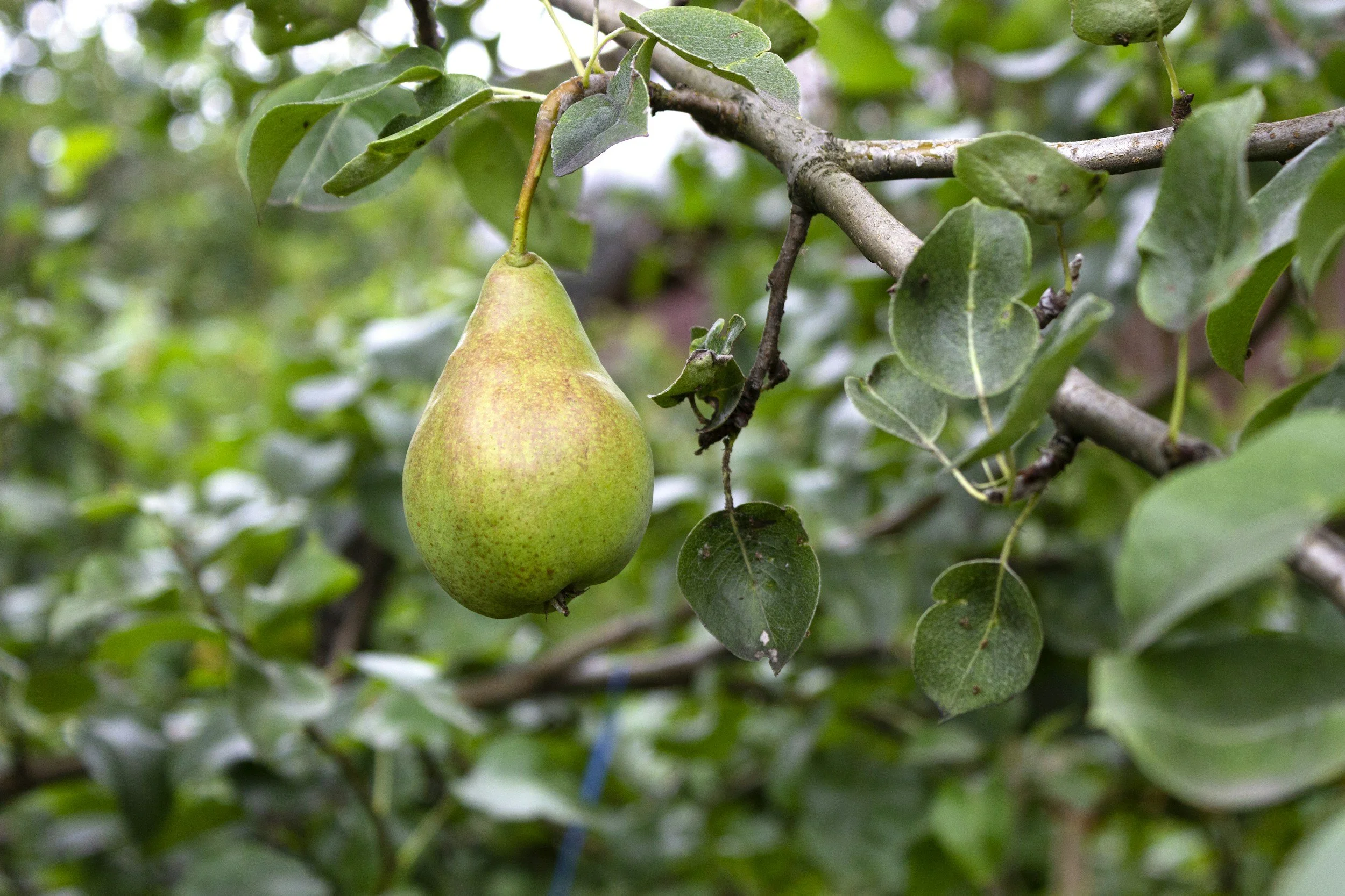 Zacchaeus in a Pear Tree?