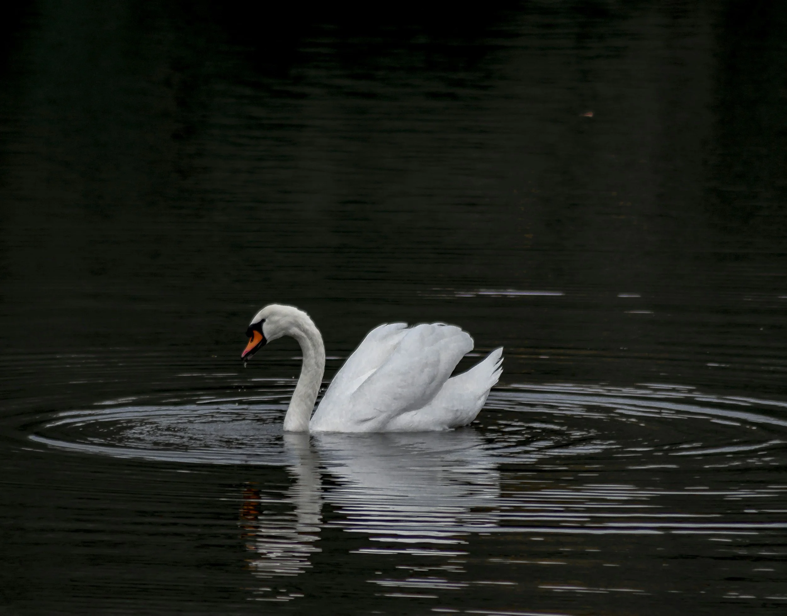 Peace! Be Still!
