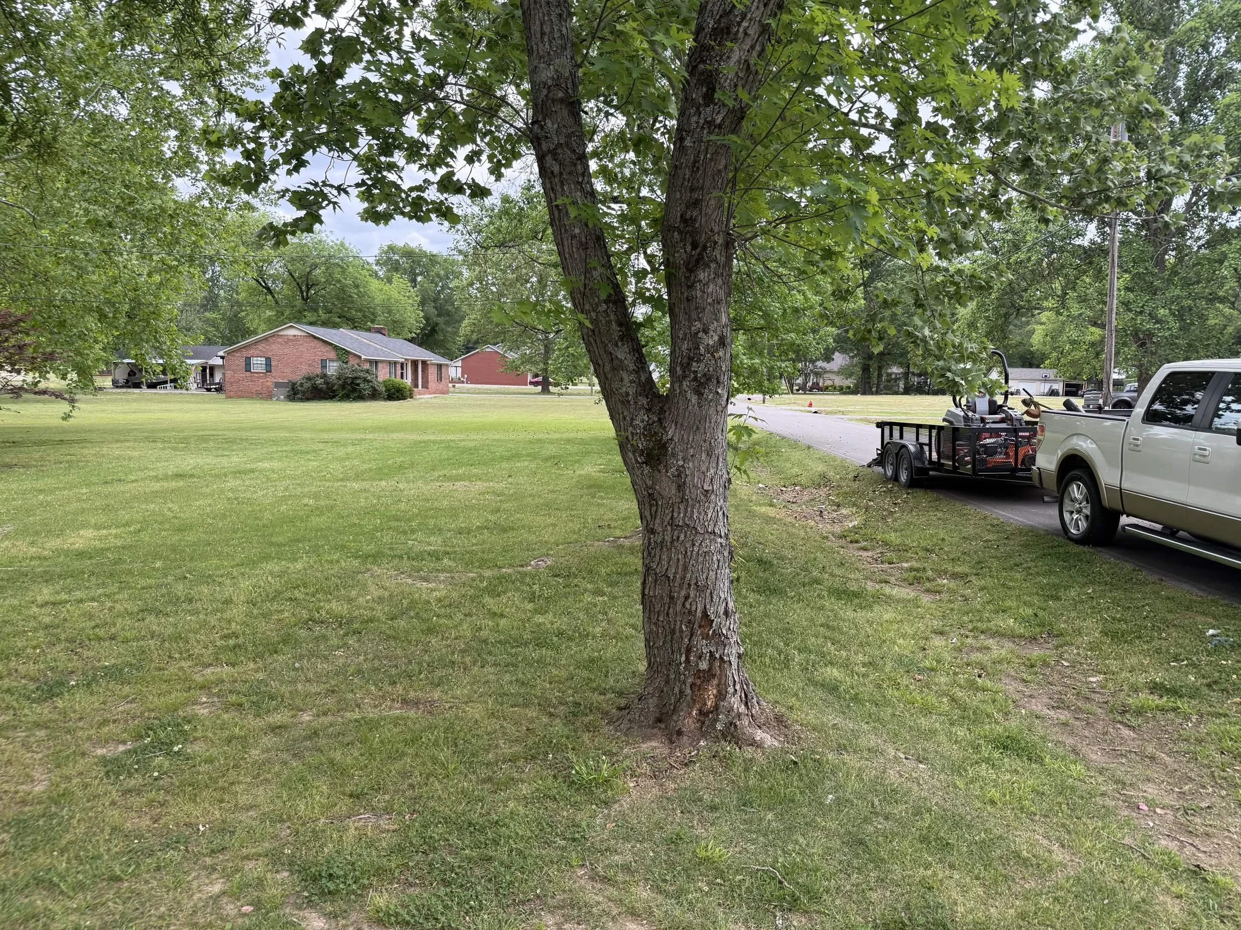 A tree with green leaves stands in a yard next to a street, with houses and vehicles visible in the background, including a white truck with a trailer carrying equipment.