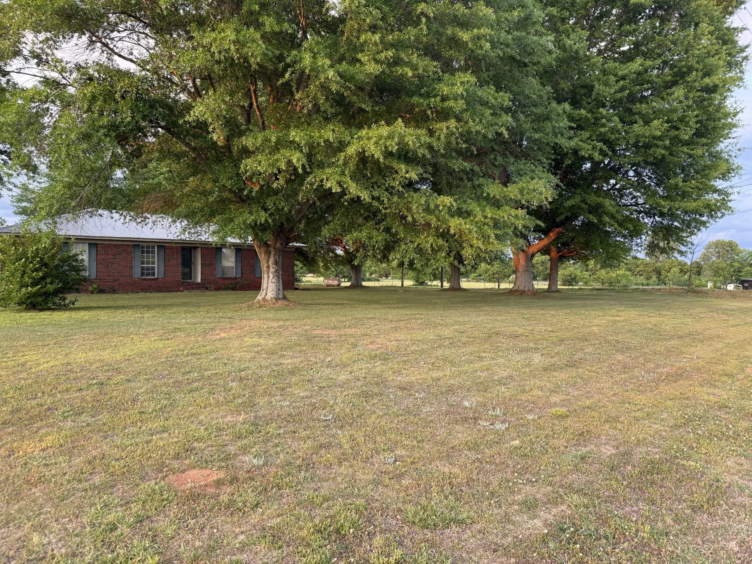 A large green leafy tree in a yard with grass, beside a red brick house with windows, on a cloudy sky day.