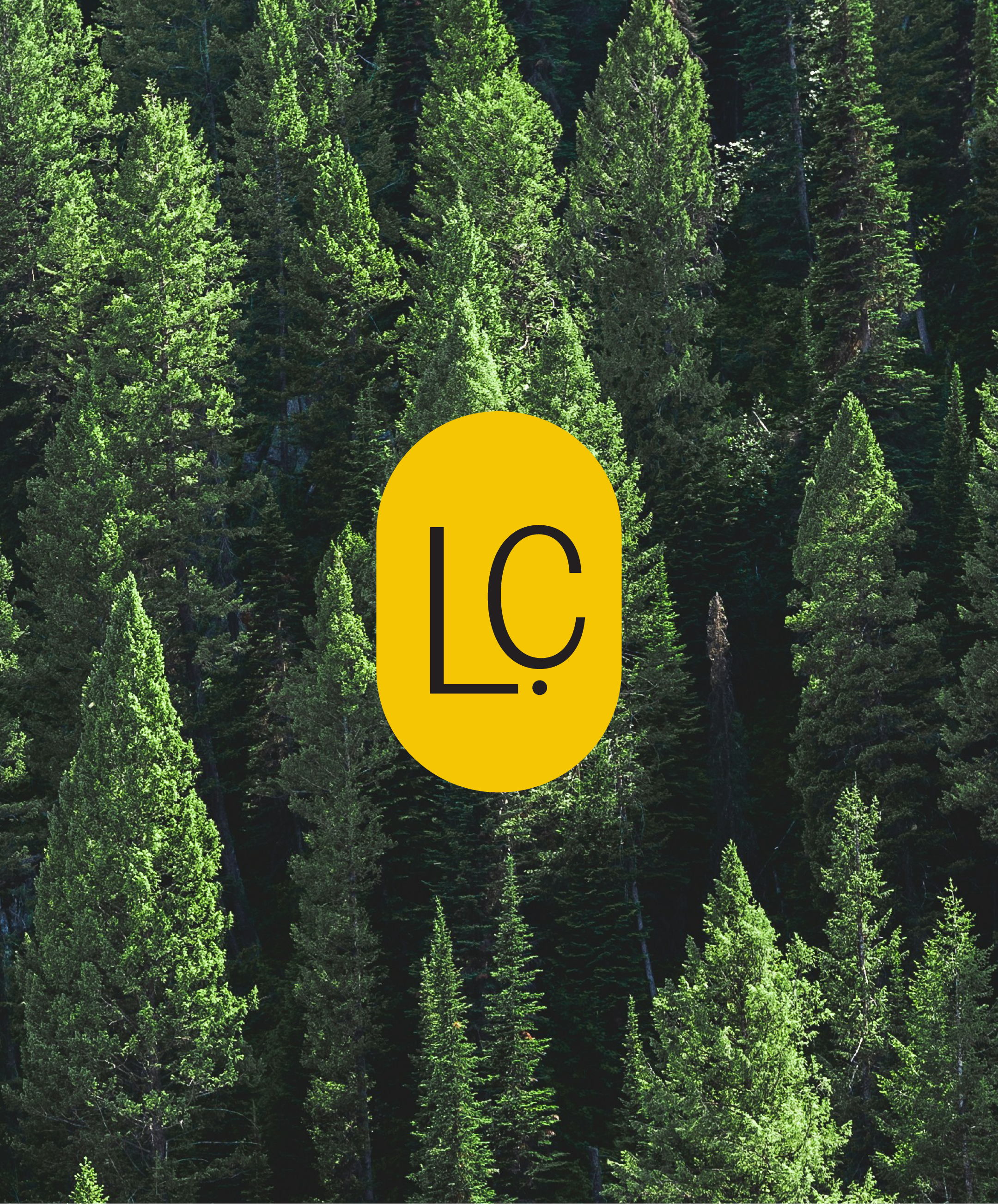 A dense forest of tall evergreen trees with lush green foliage.