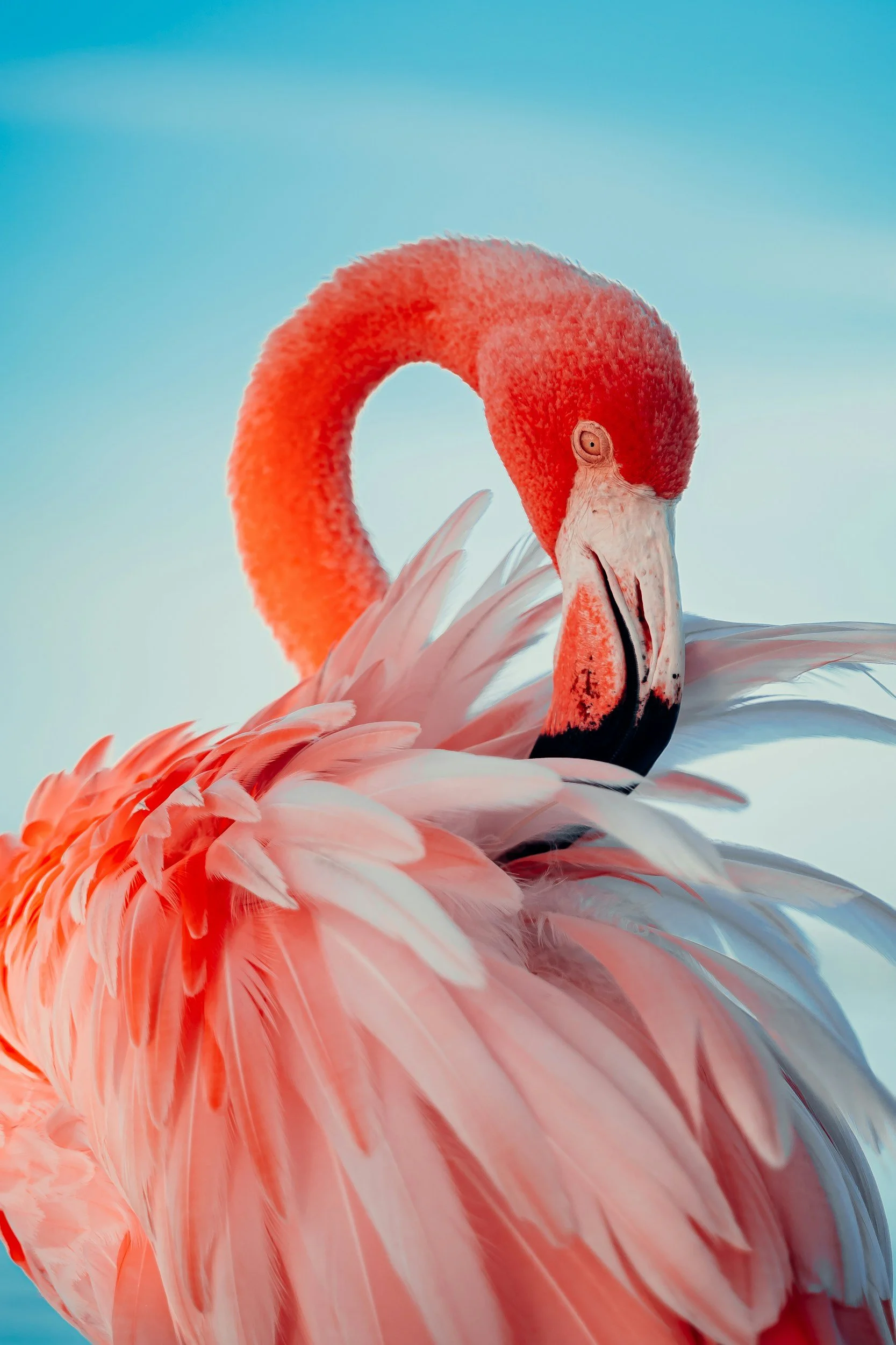 Un flamenco rosado mostrando su cuello curvado y plumas en un fondo de cielo azul.