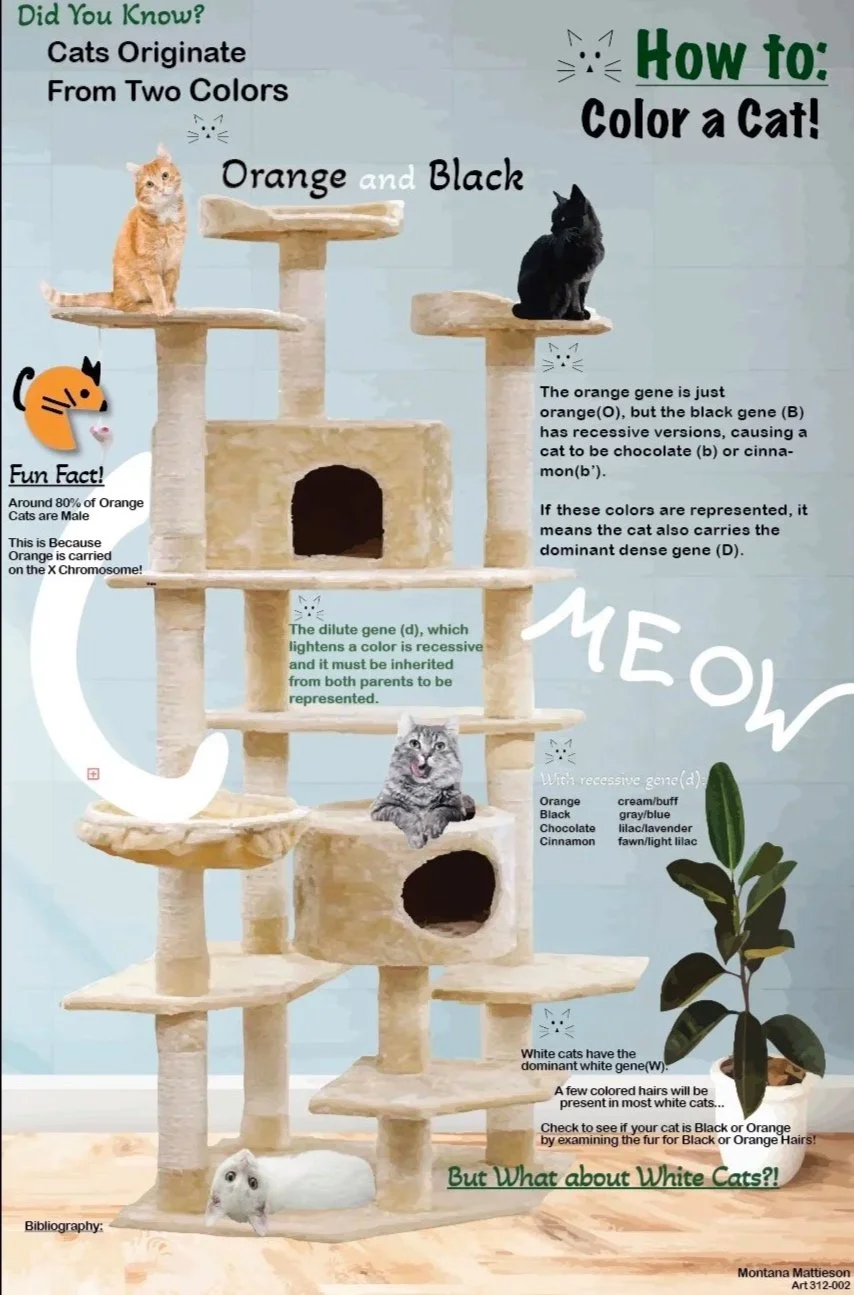 Cat Infographic