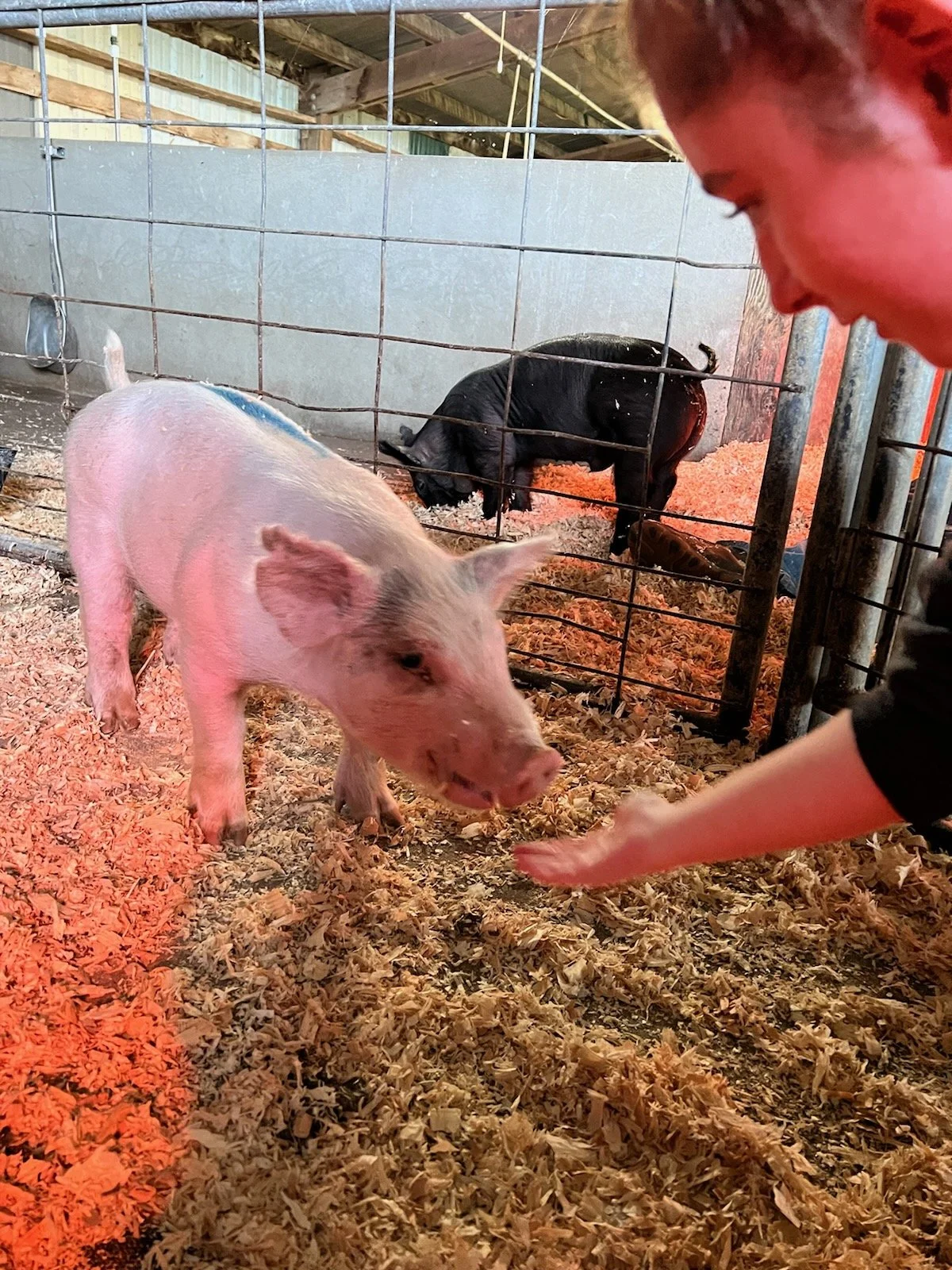 Karli County Fair 20.jpg