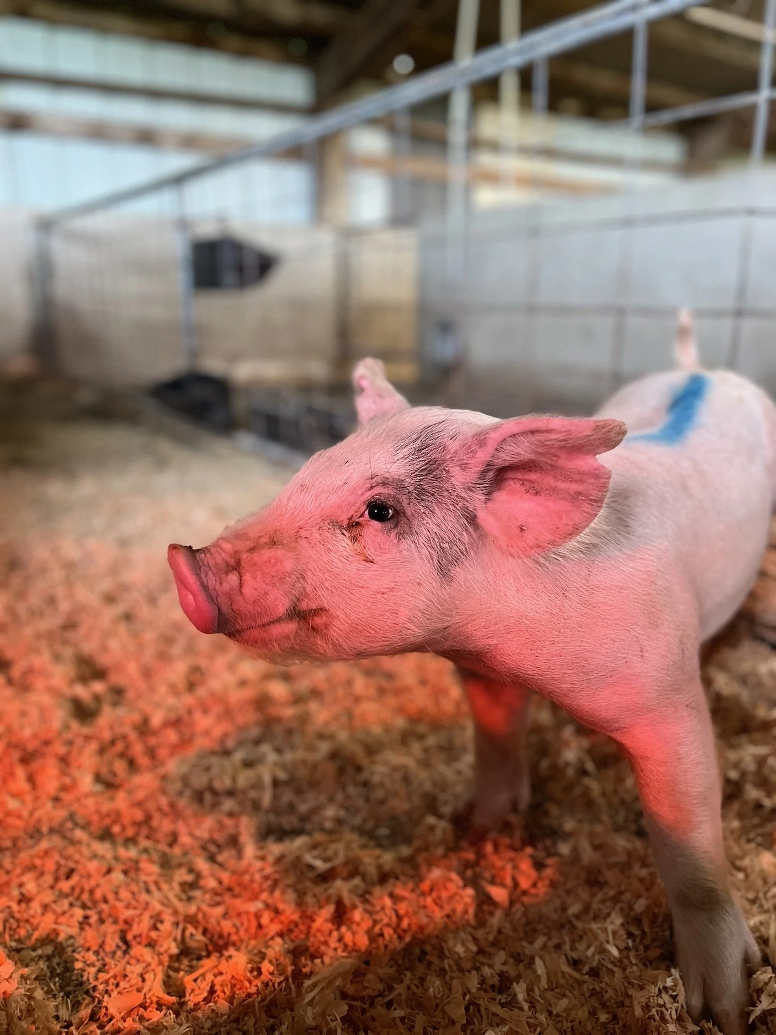 Karli County Fair 19.jpg