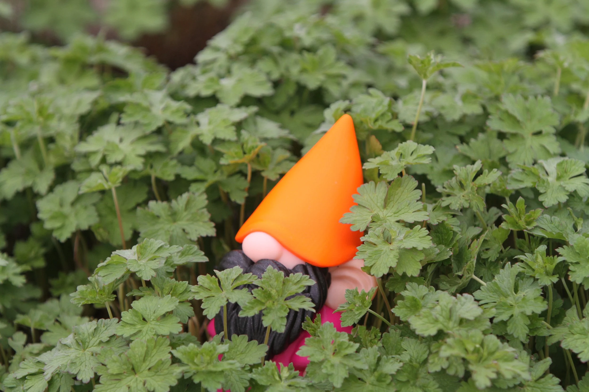 Garden Gnome