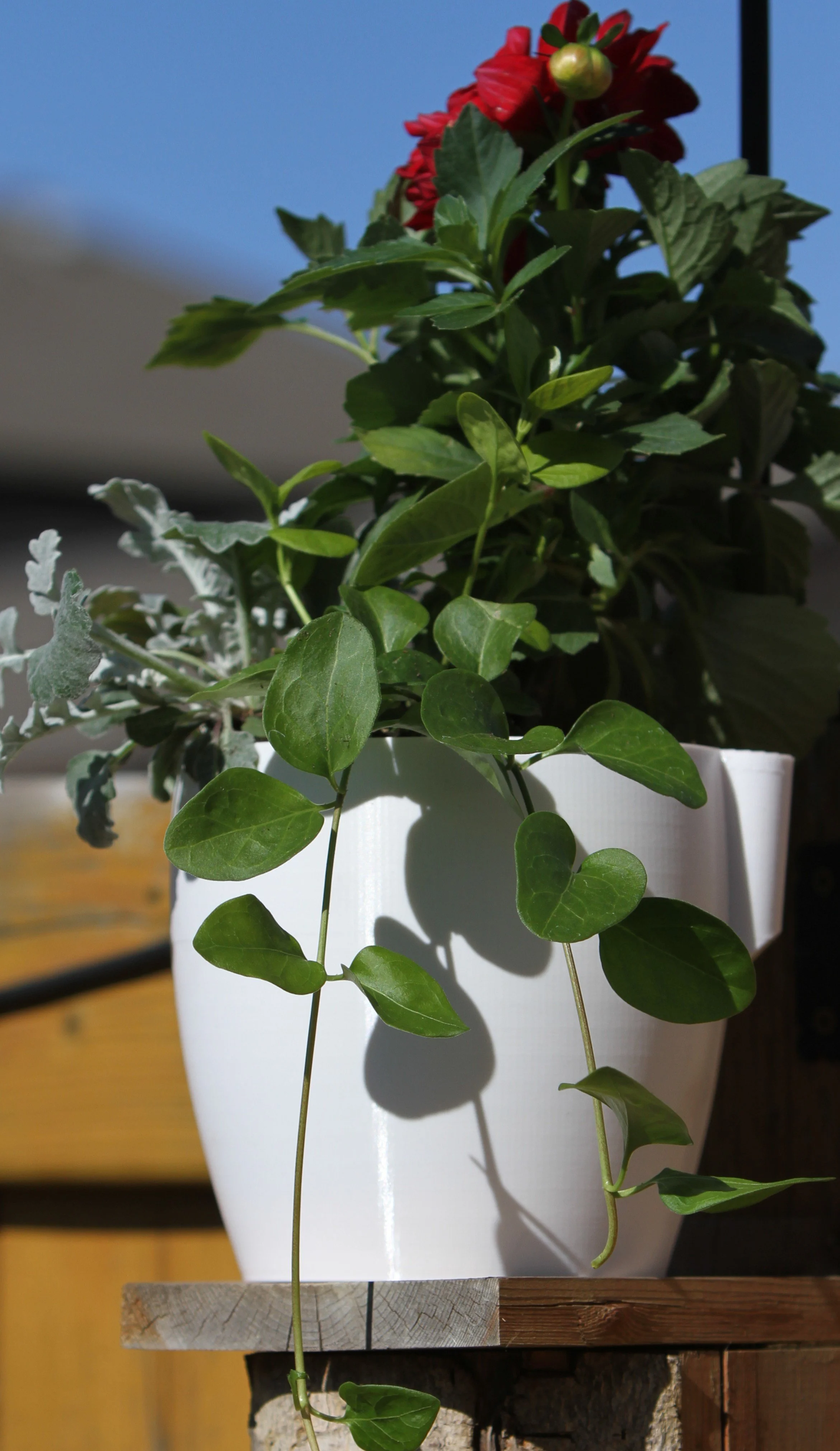 Wall Planter, White.JPG