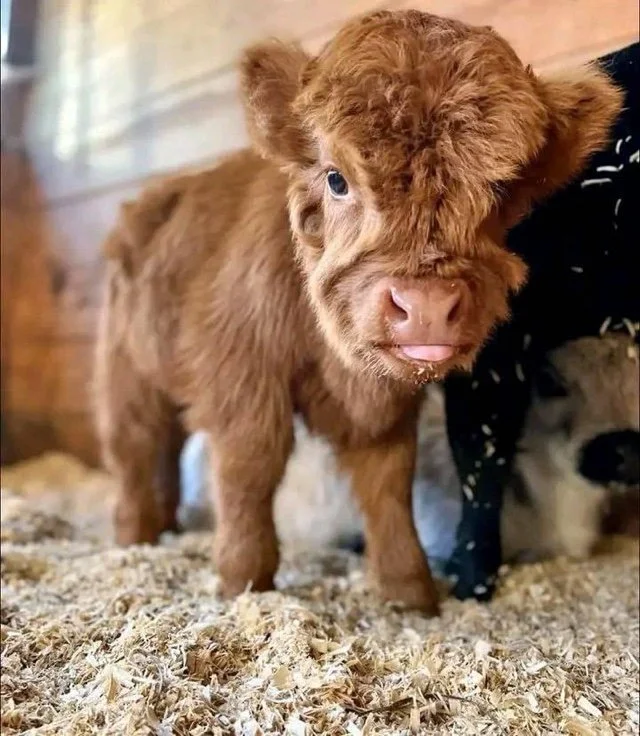 Mini-Highland Cow Experience