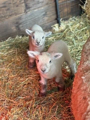 Dolly & Wally