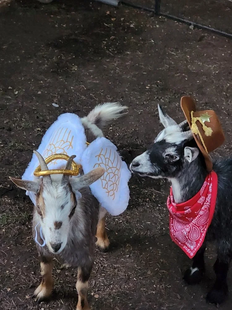 Standard Petting Zoo Experience
