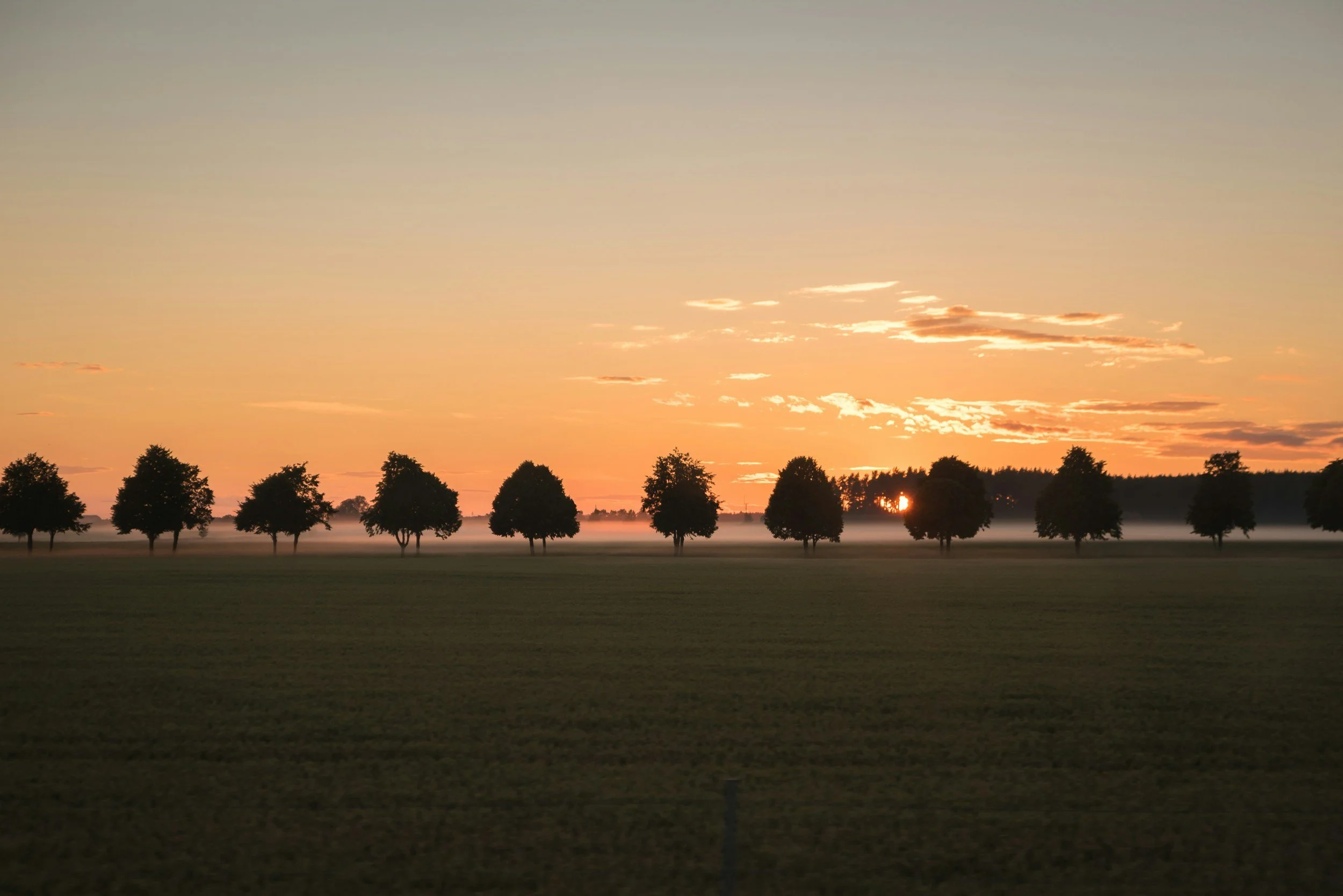 Sunrise over a row of trees in an open field with mist on the ground.