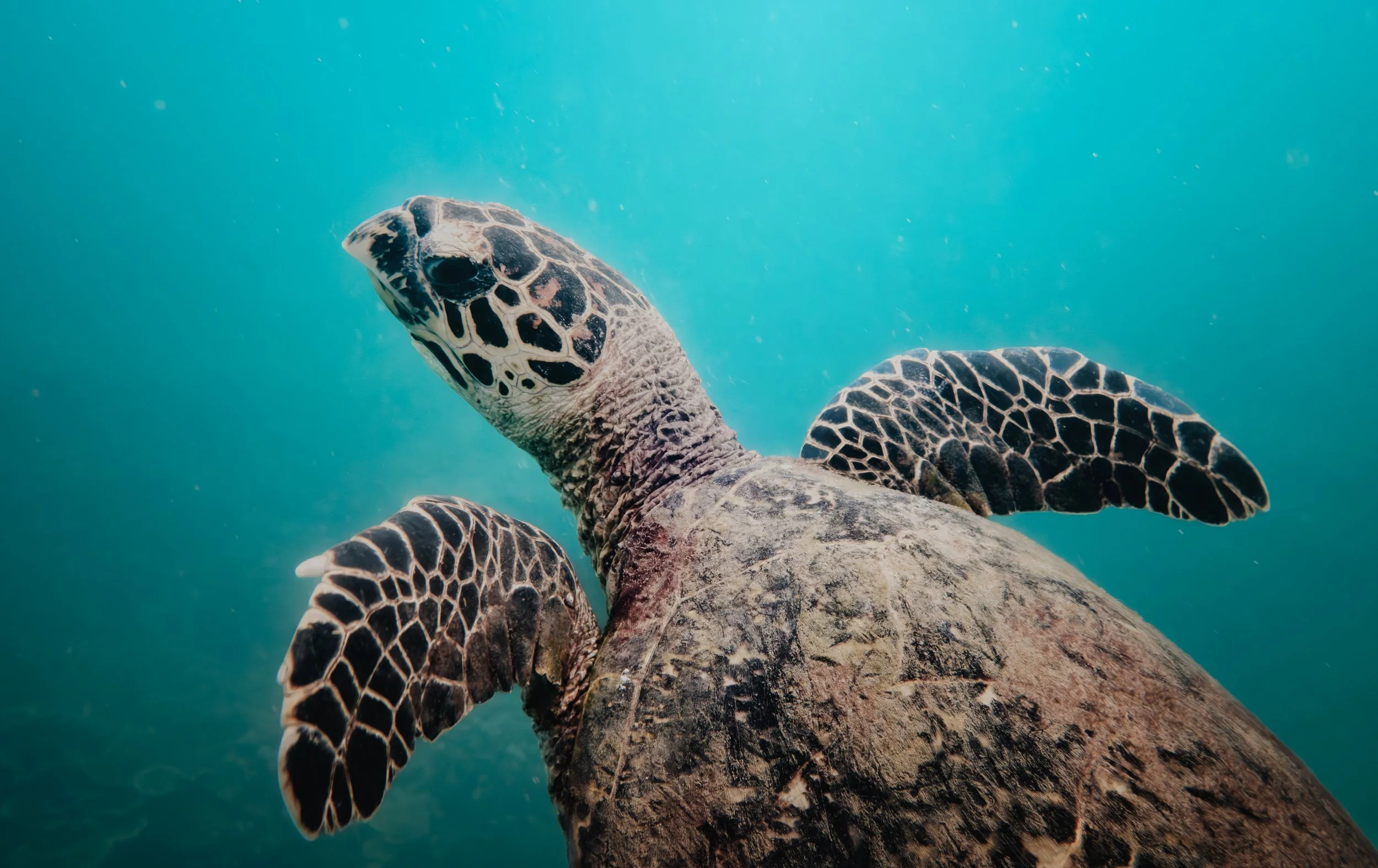 Tioman 175.jpg