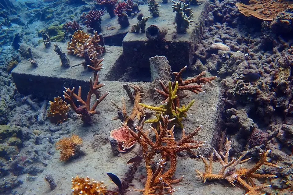 Coral Rehabilitation Journal 1