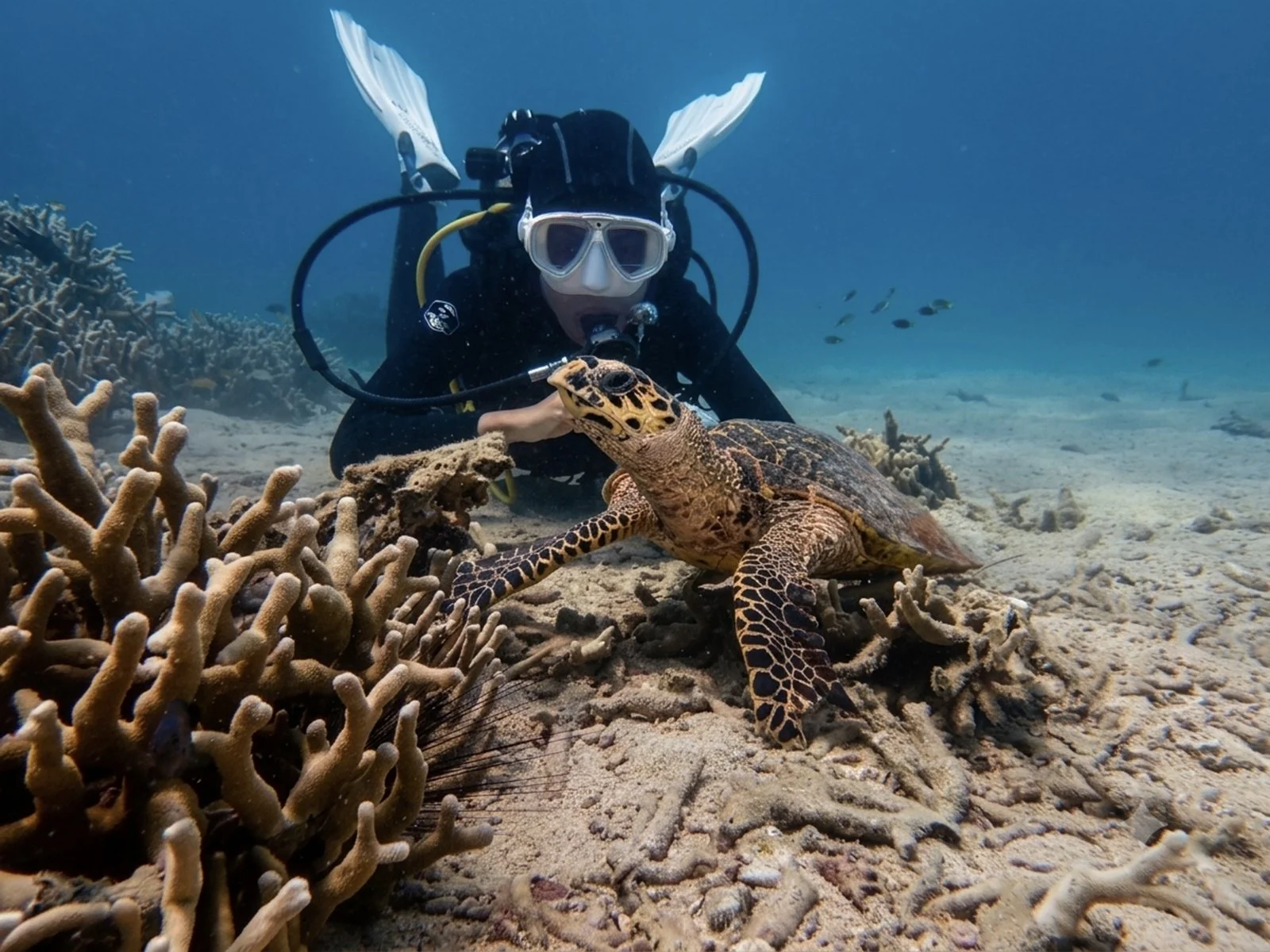 Coral Reef Restoration