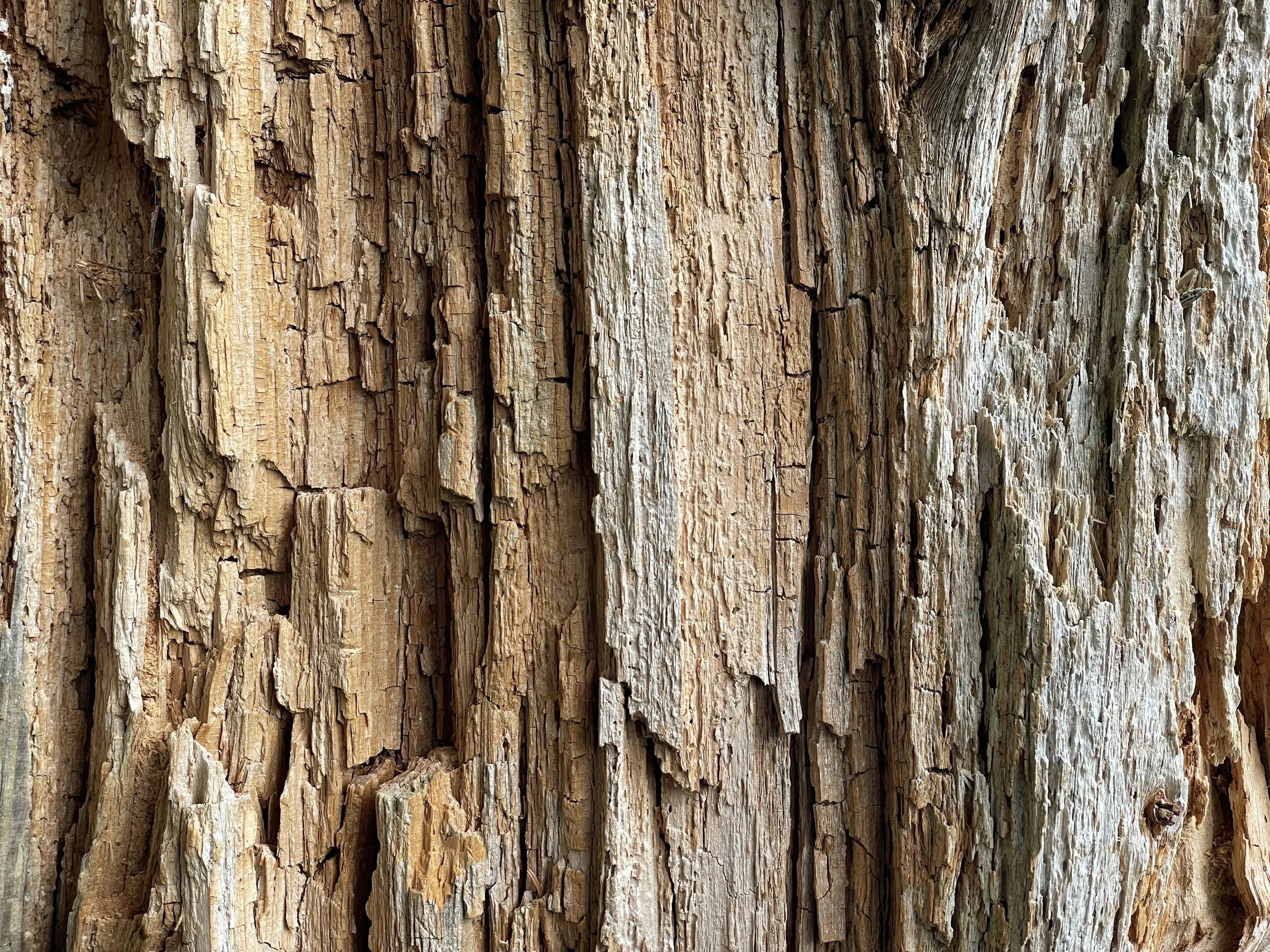 Extreme wood rot and severe decay in non-treated timber framework, highlighting the structural warning signs of poor deck construction.