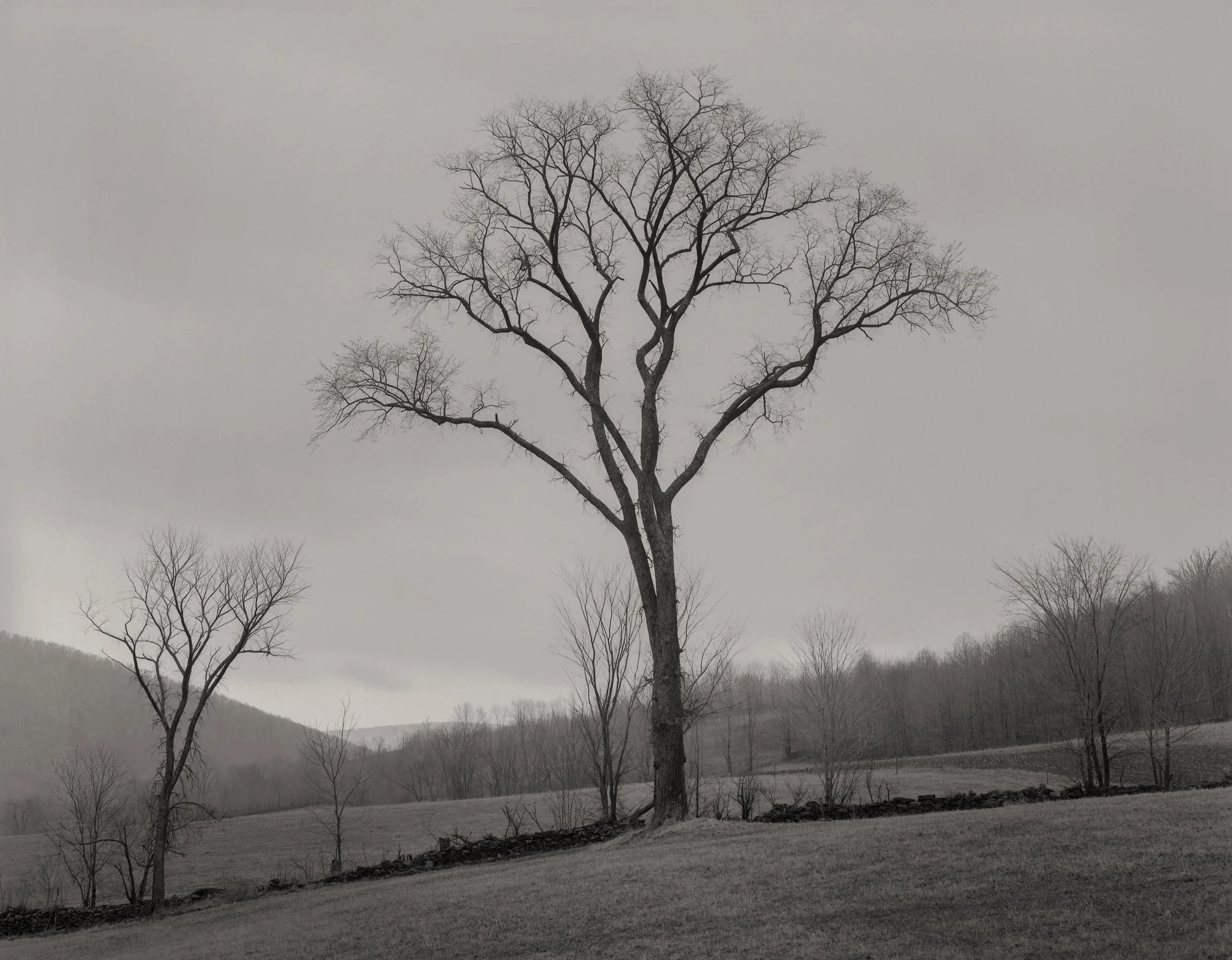 Elm at Dusk, Halott, 1974.jpg