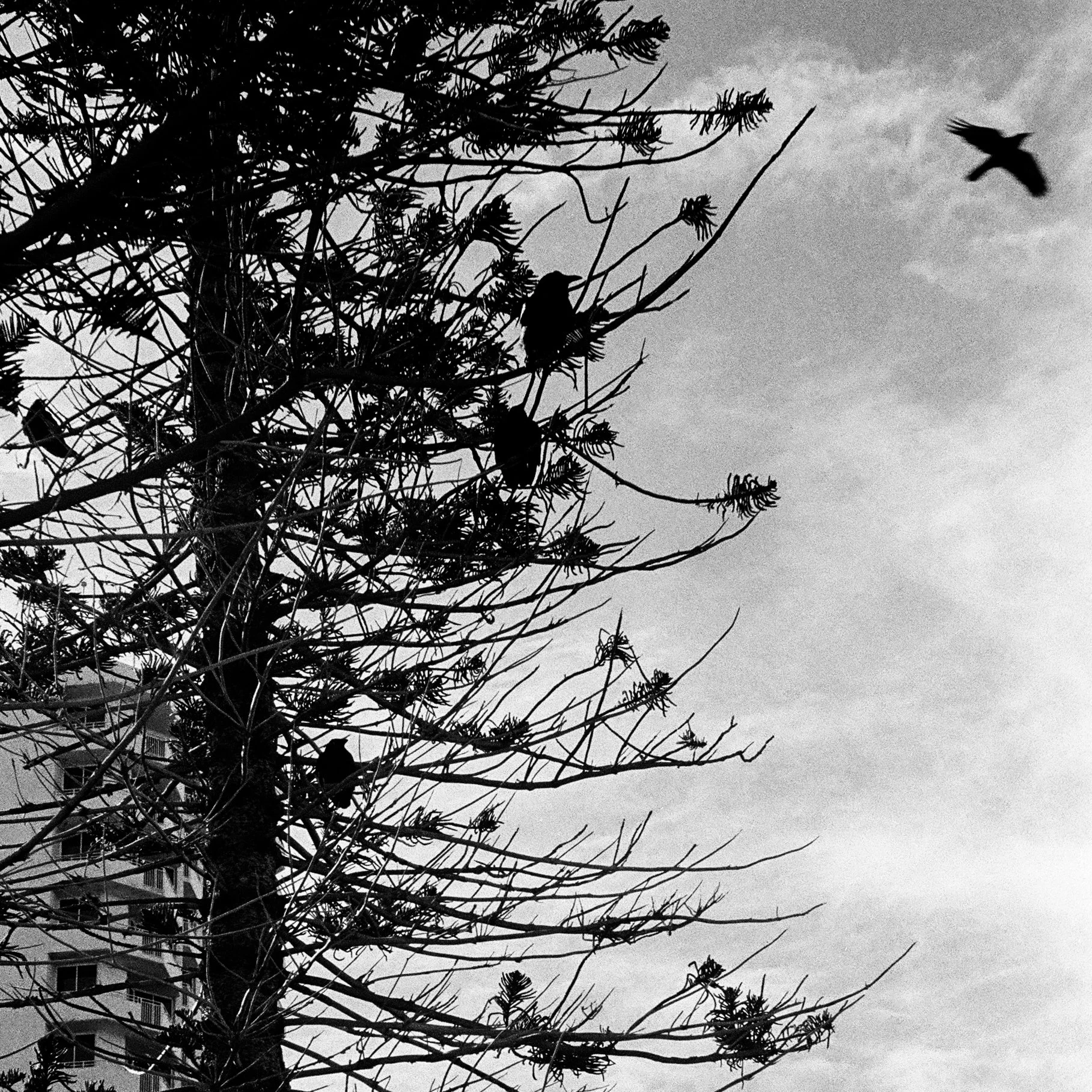 A square series
