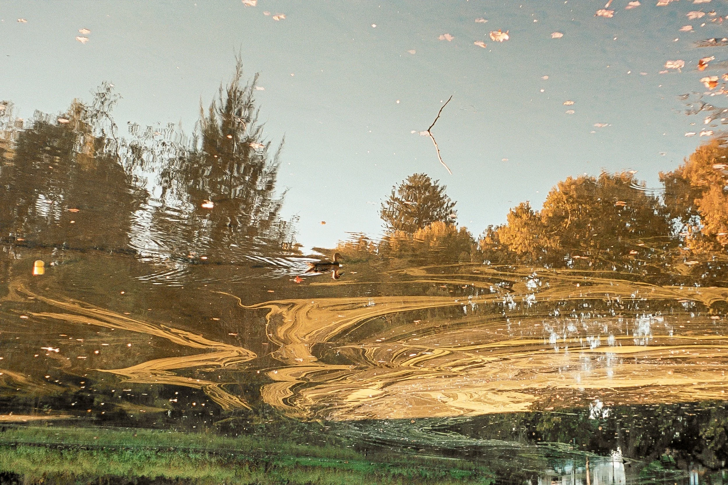 Selected works from WA: 'Upside Duck', Perth