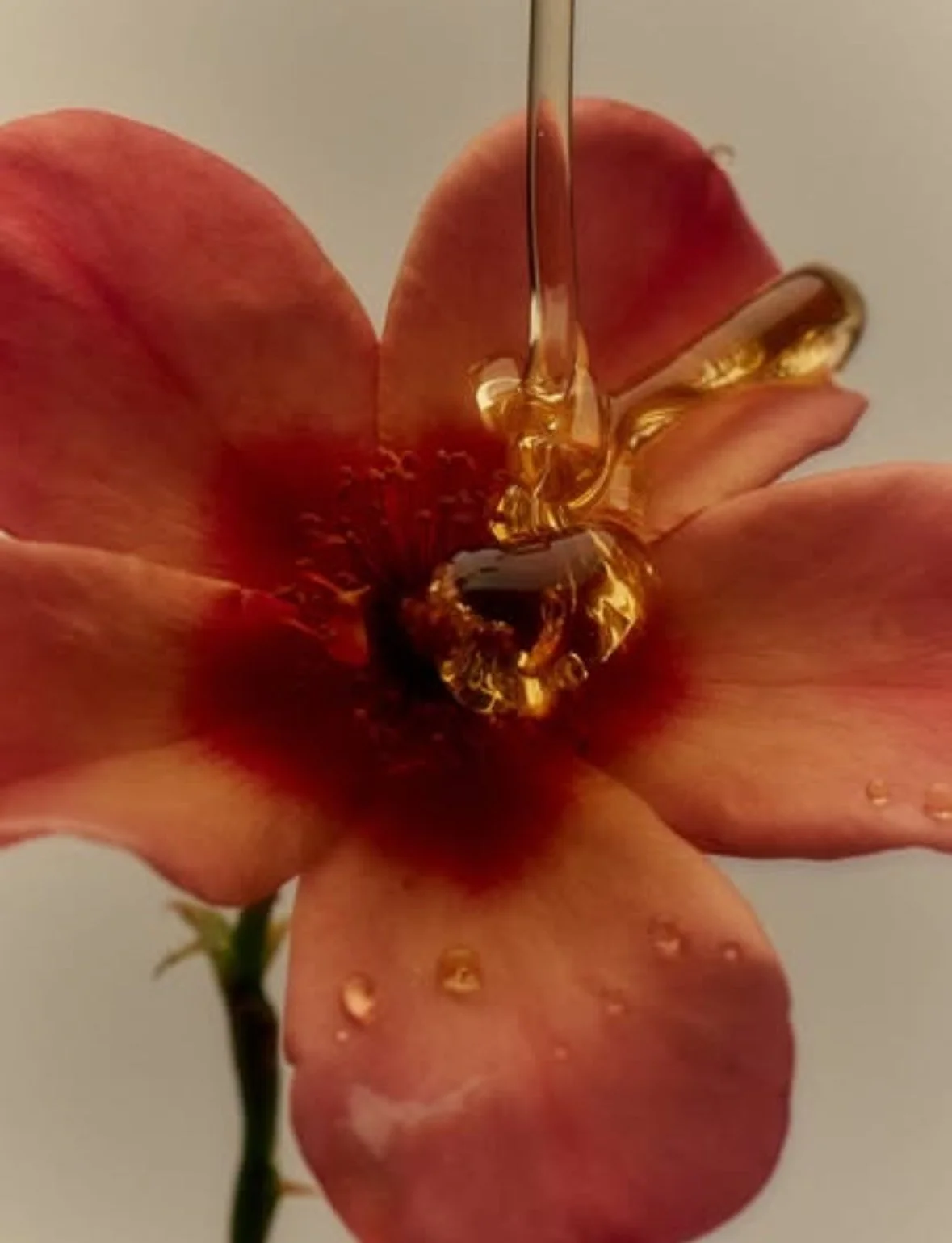 The world needs creatives podcast image of flower with nectar