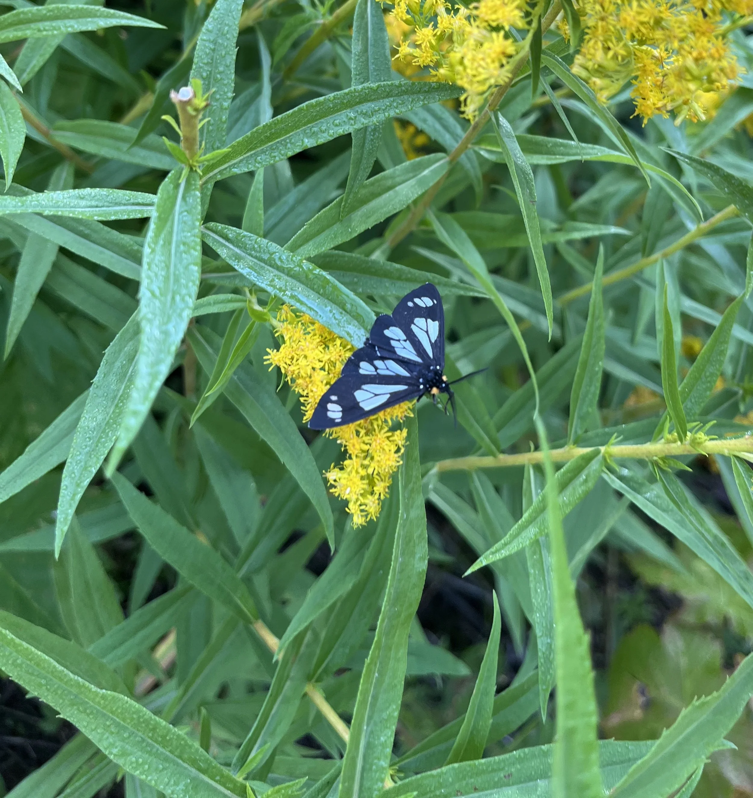 Close-up of green leafy plant with small yellow flowers and a butterfly with black wings and blue markings.