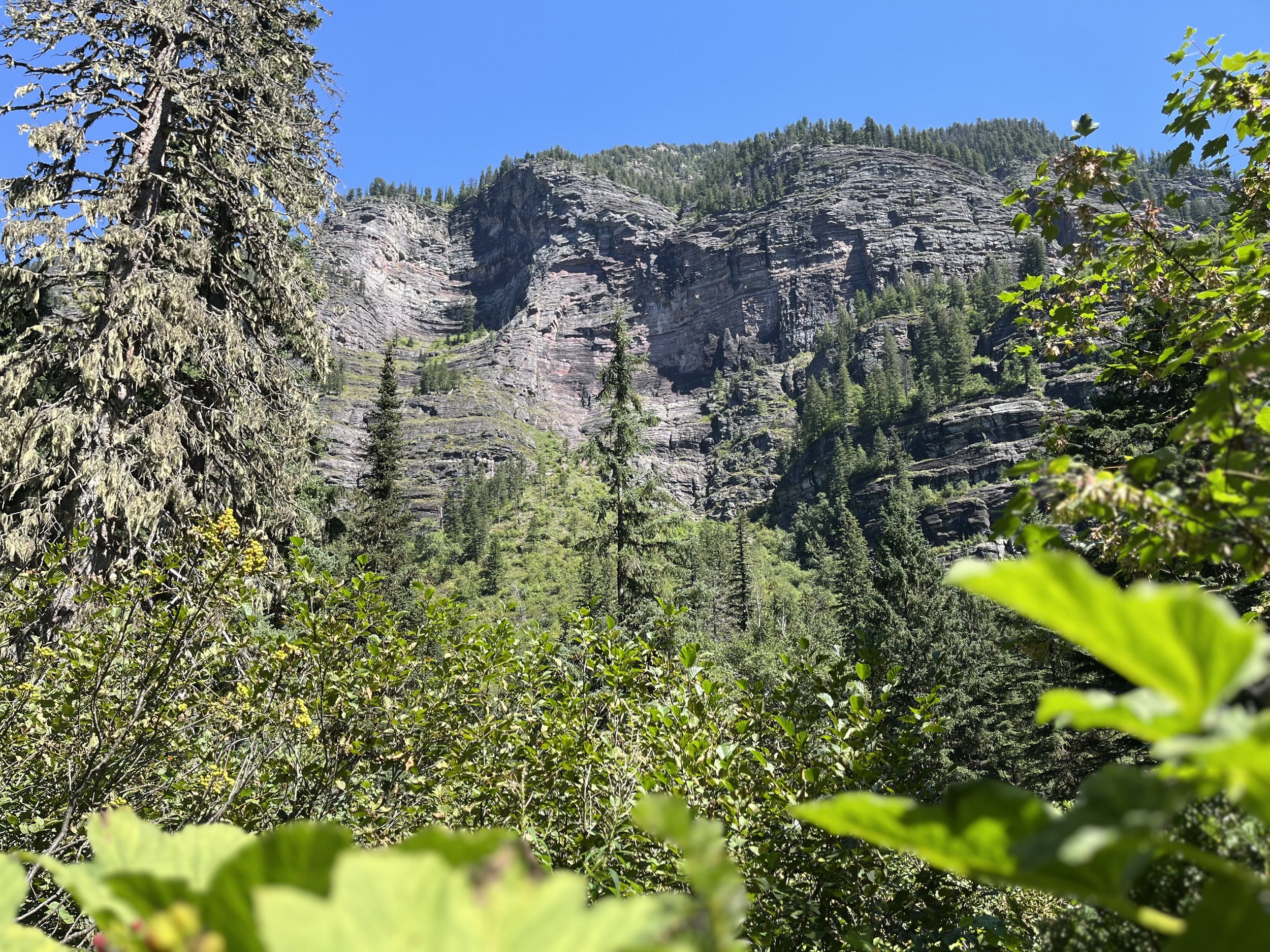 A mountainous landscape with tall, layered rocky cliffs covered with coniferous trees, set against a clear blue sky. In the foreground, there are lush green leaves and branches.