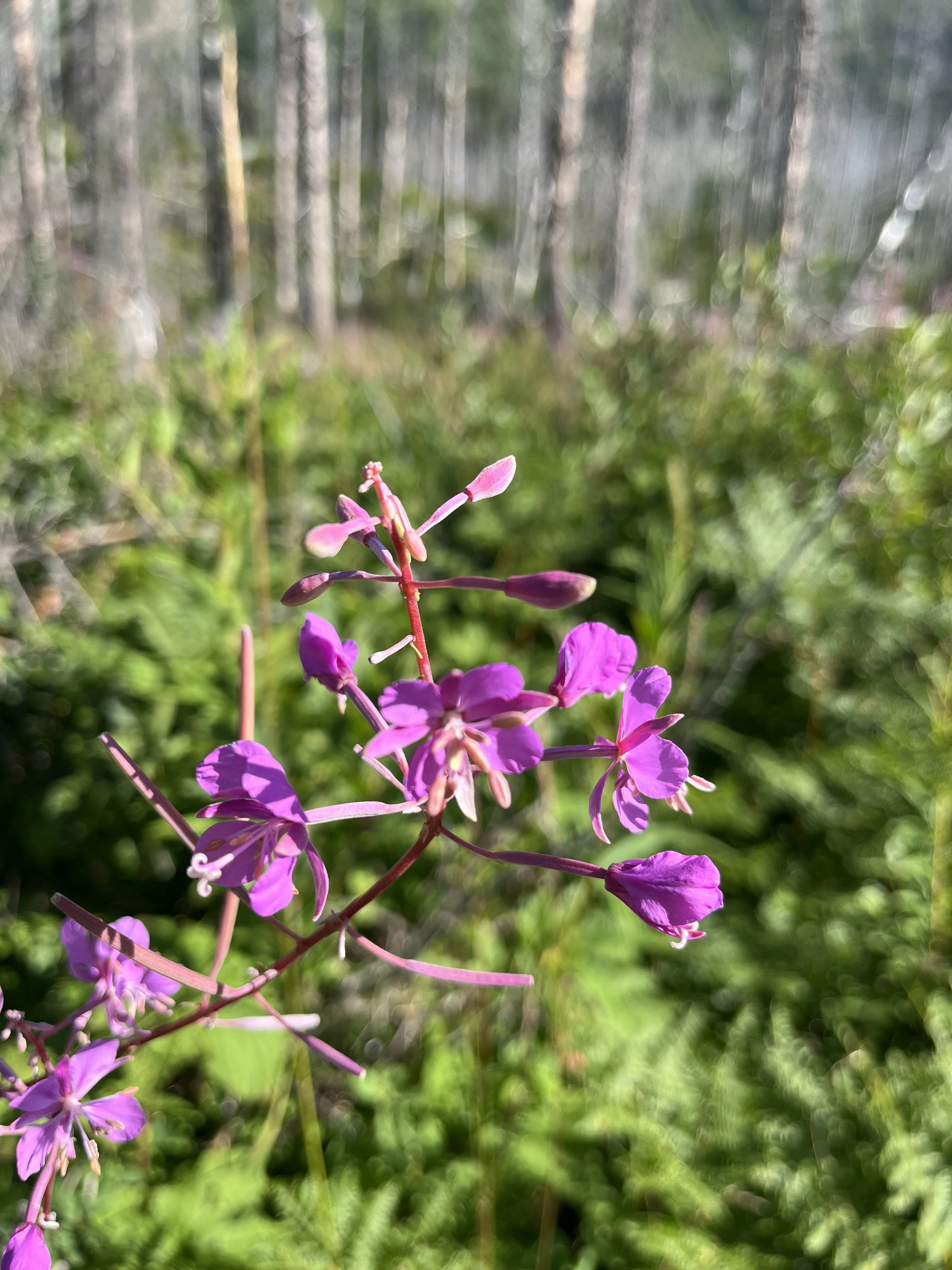 Close-up of pink and purple wildflowers growing in a grassy area with tall trees in the blurred background.