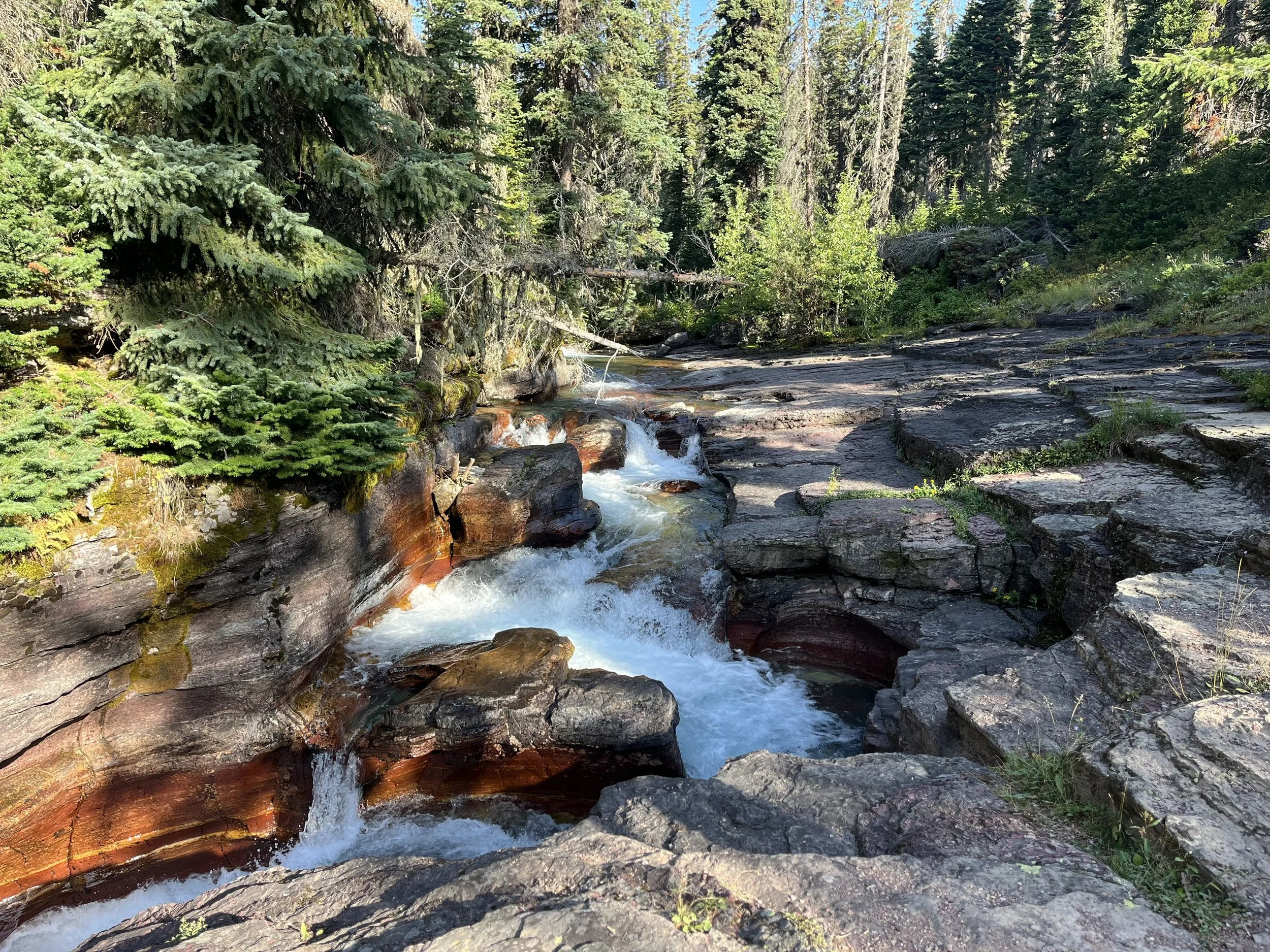 A clear mountain stream flowing over rocks through a forest of tall evergreen trees.