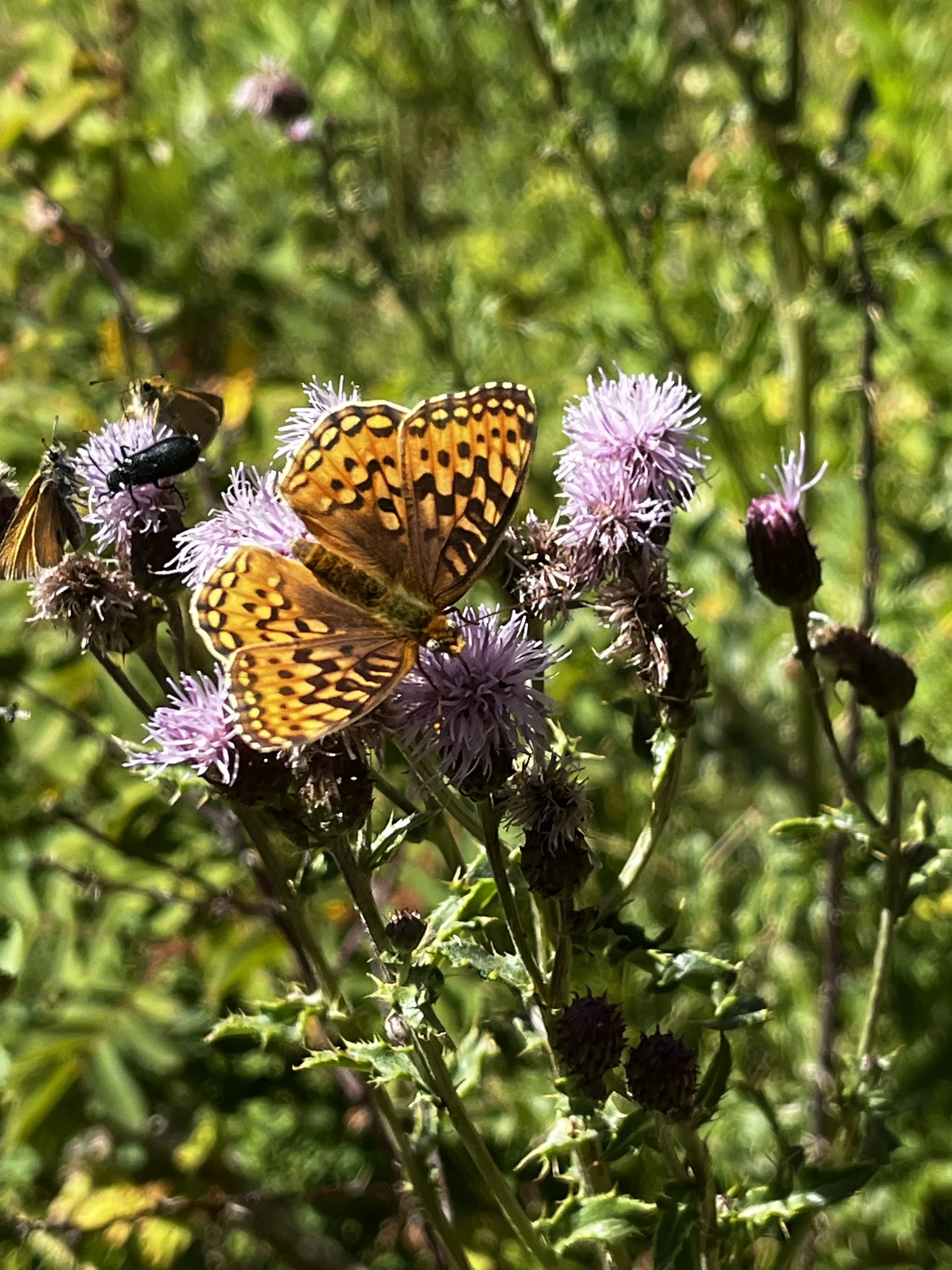 A butterfly and two bees on purple flowers in a green, leafy environment.