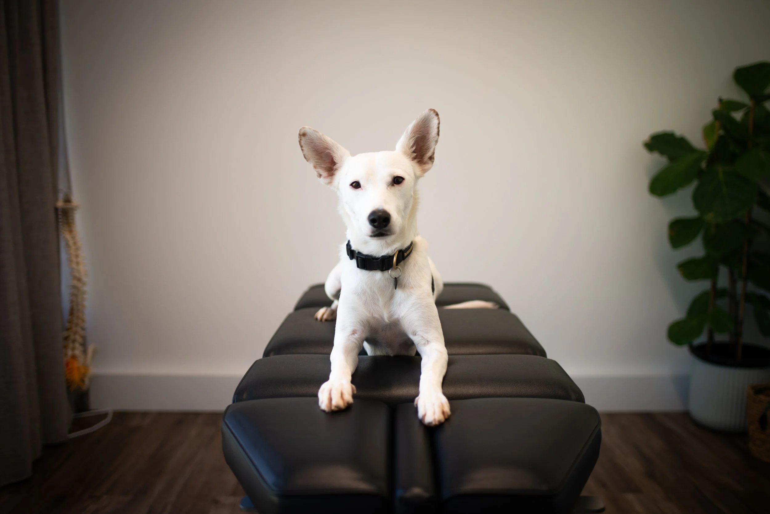 A white dog with large ears and a black collar is sitting on a black massage table in a room with a plain white wall and some green plants, possibly a therapy or grooming setting.