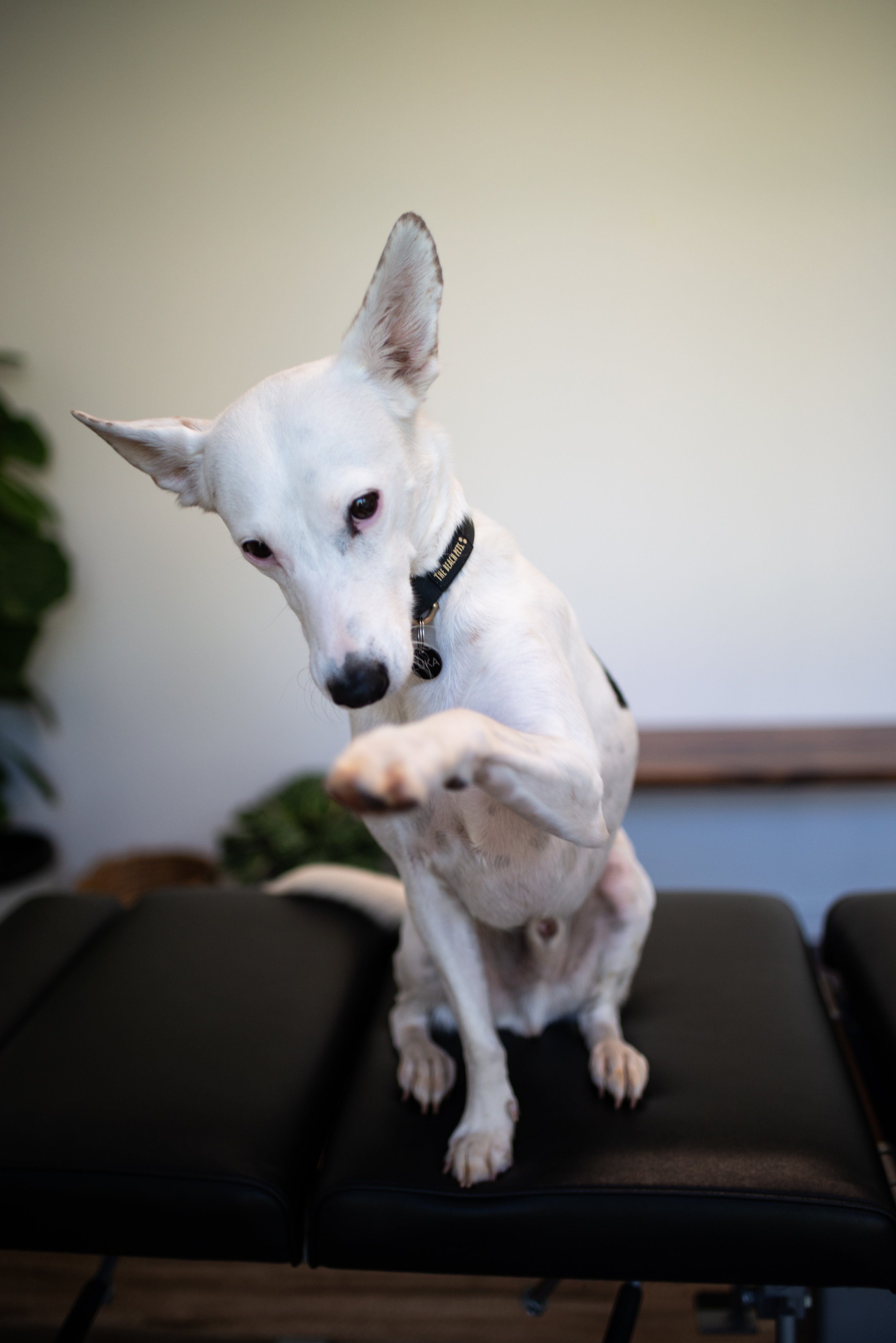 A white dog with large ears and a black collar standing on a black chair, with a plain beige wall in the background.