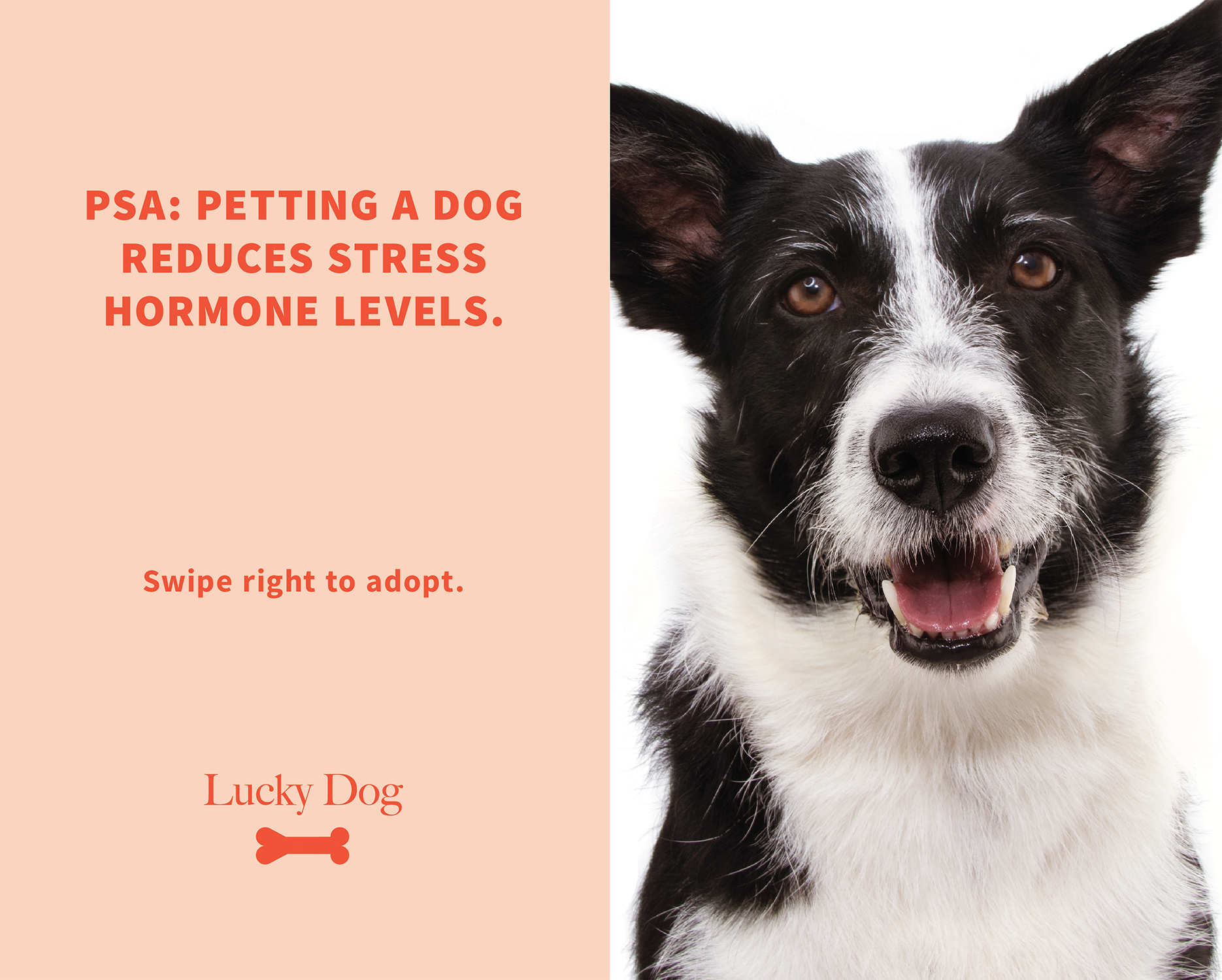 dogs_subwayads_website-01.png