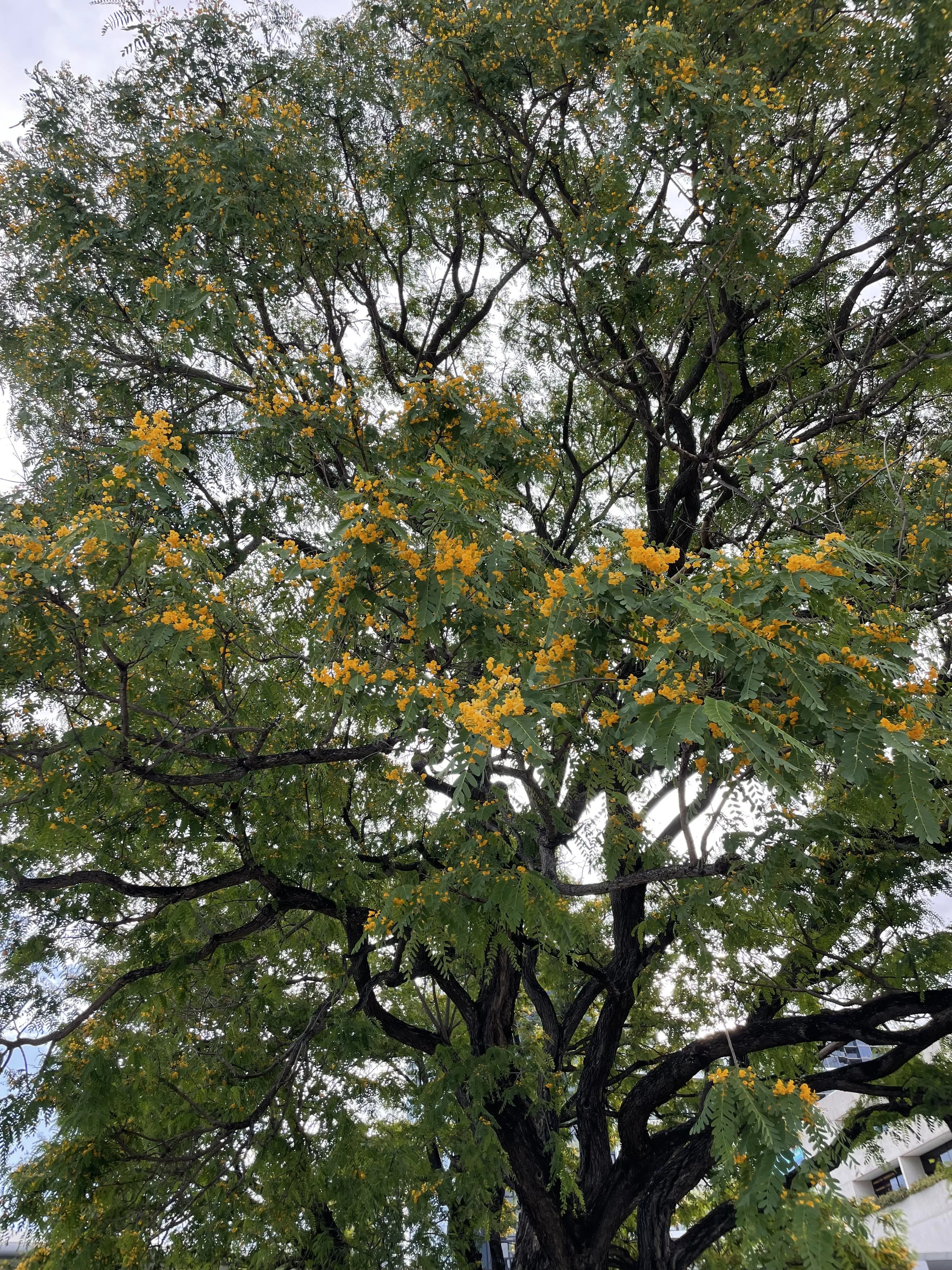 A tall tree with dark, gnarled branches, green compound leaves, and clusters of small, bright yellow flowers, viewed from below against a cloudy sky and nearby building.