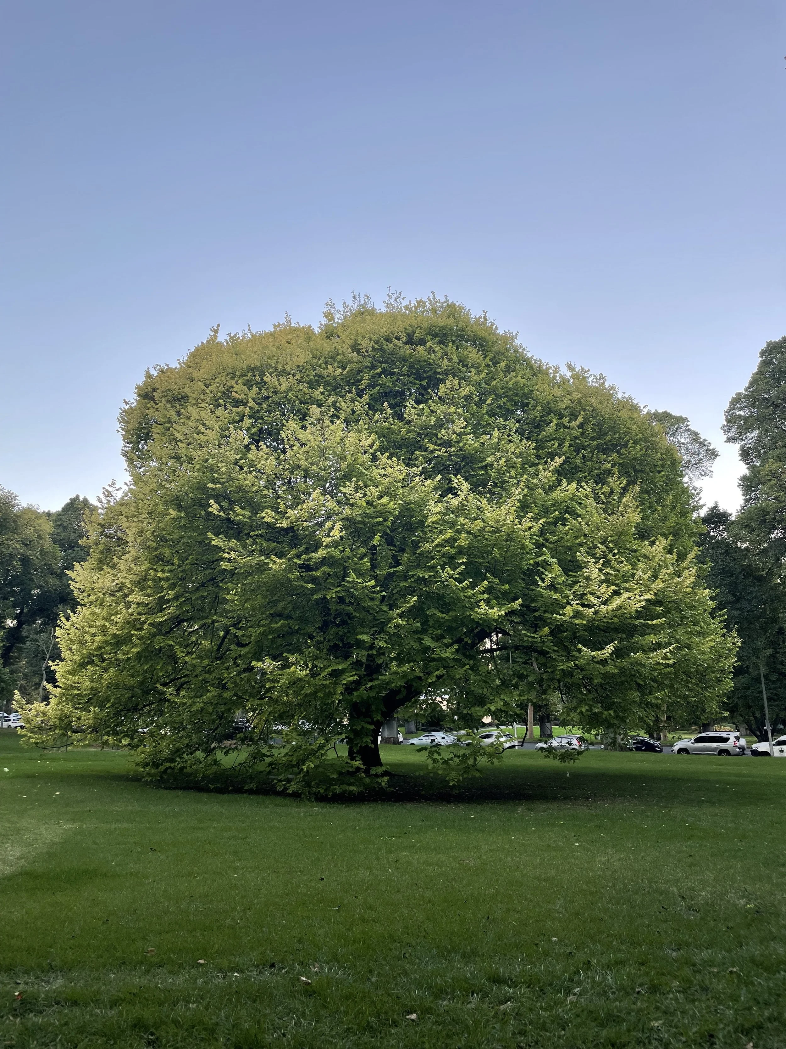 A large, lush green tree in a park with a clear blue sky above and parked cars in the background.