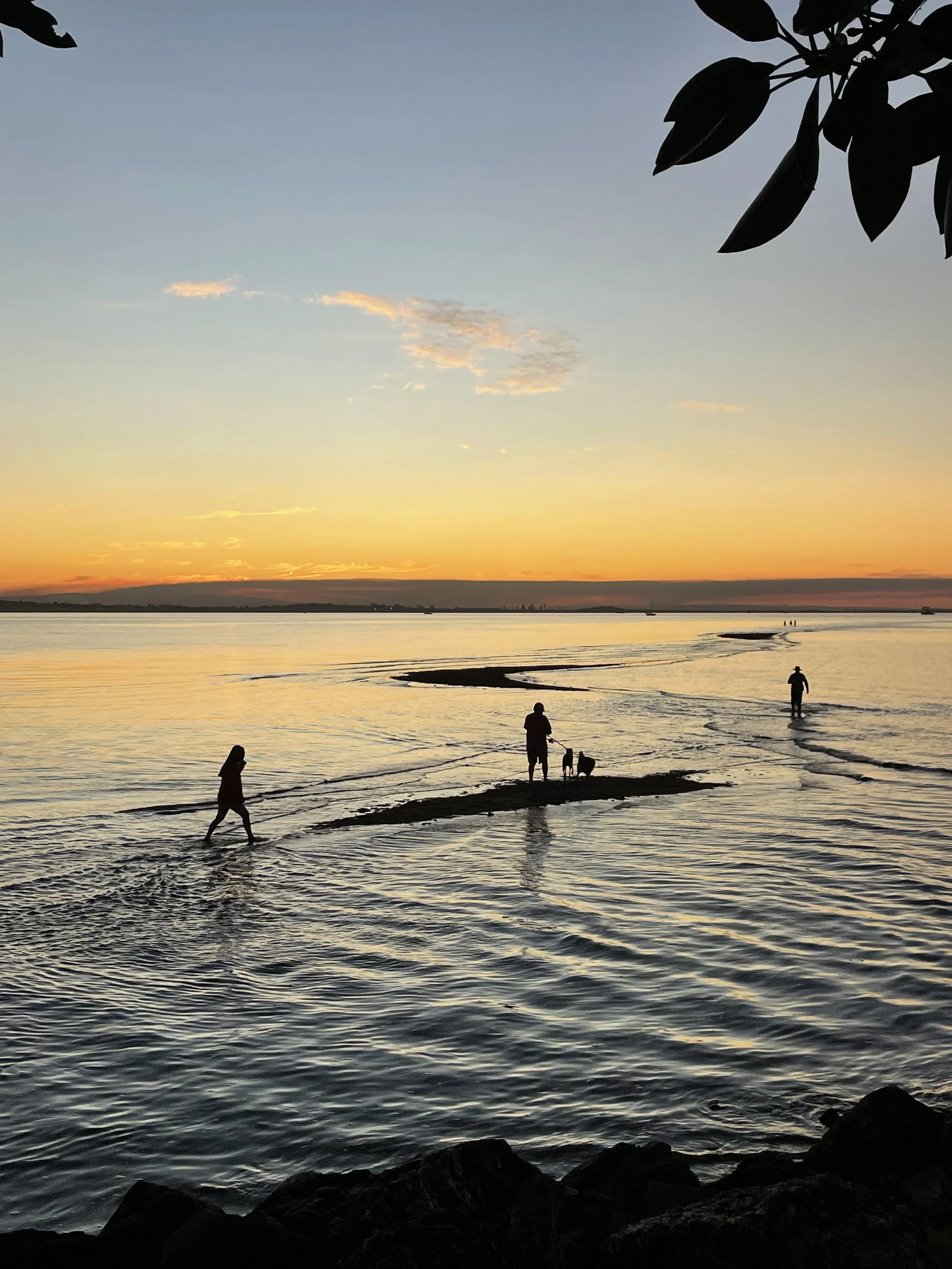 People walking along a beach at sunset, with some silhouettes visible and the sky displaying orange and blue hues, and leafy branches in the top right corner.