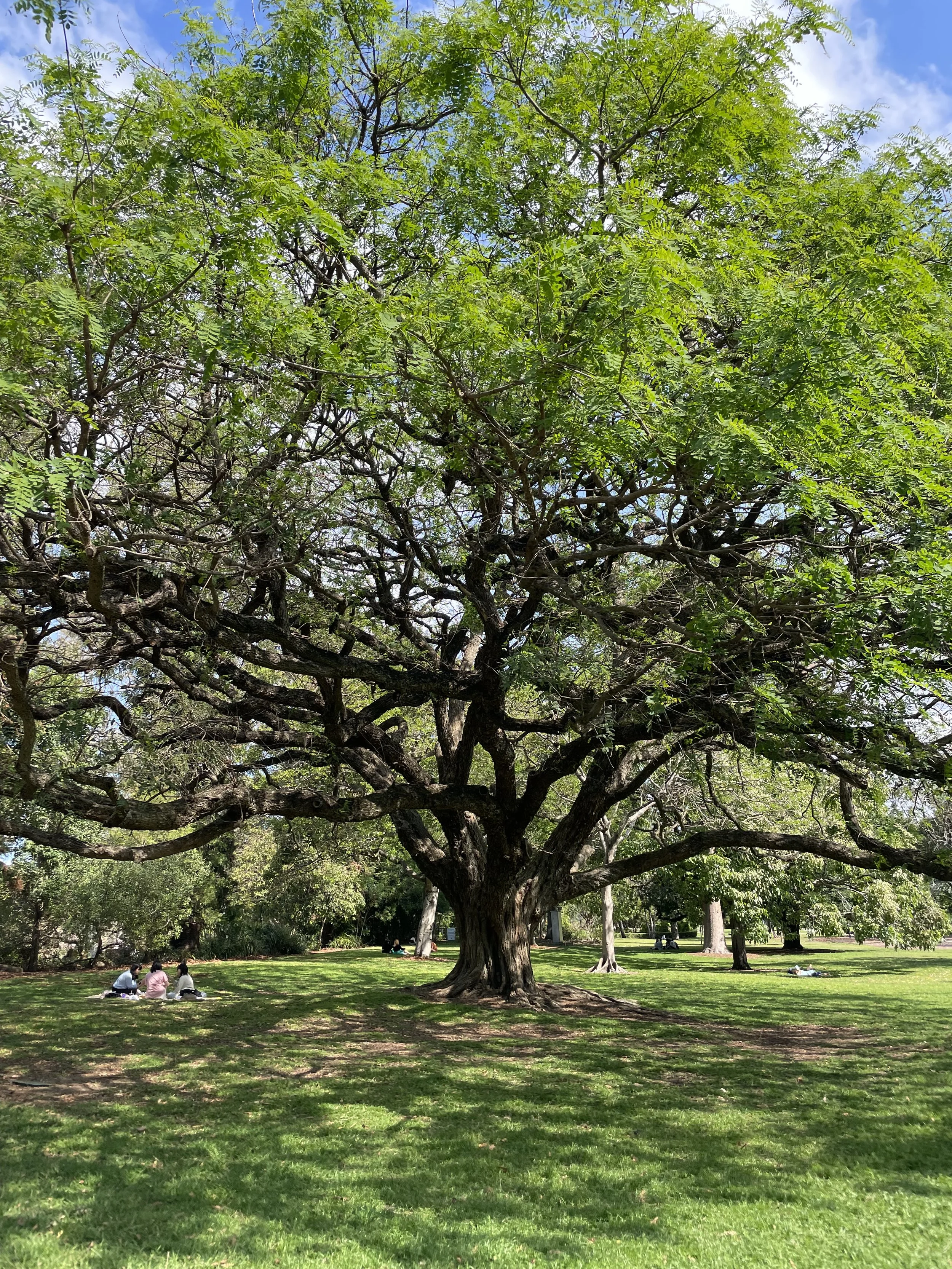 A large, sprawling tree with green leaves in a park on a sunny day, with people sitting on the grass underneath.