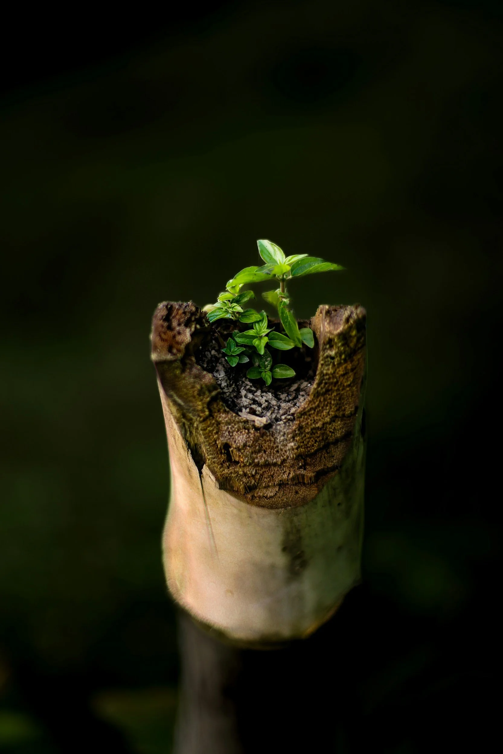 Close-up of a small green plant growing from a cut tree trunk or branch, with dark blurred background.