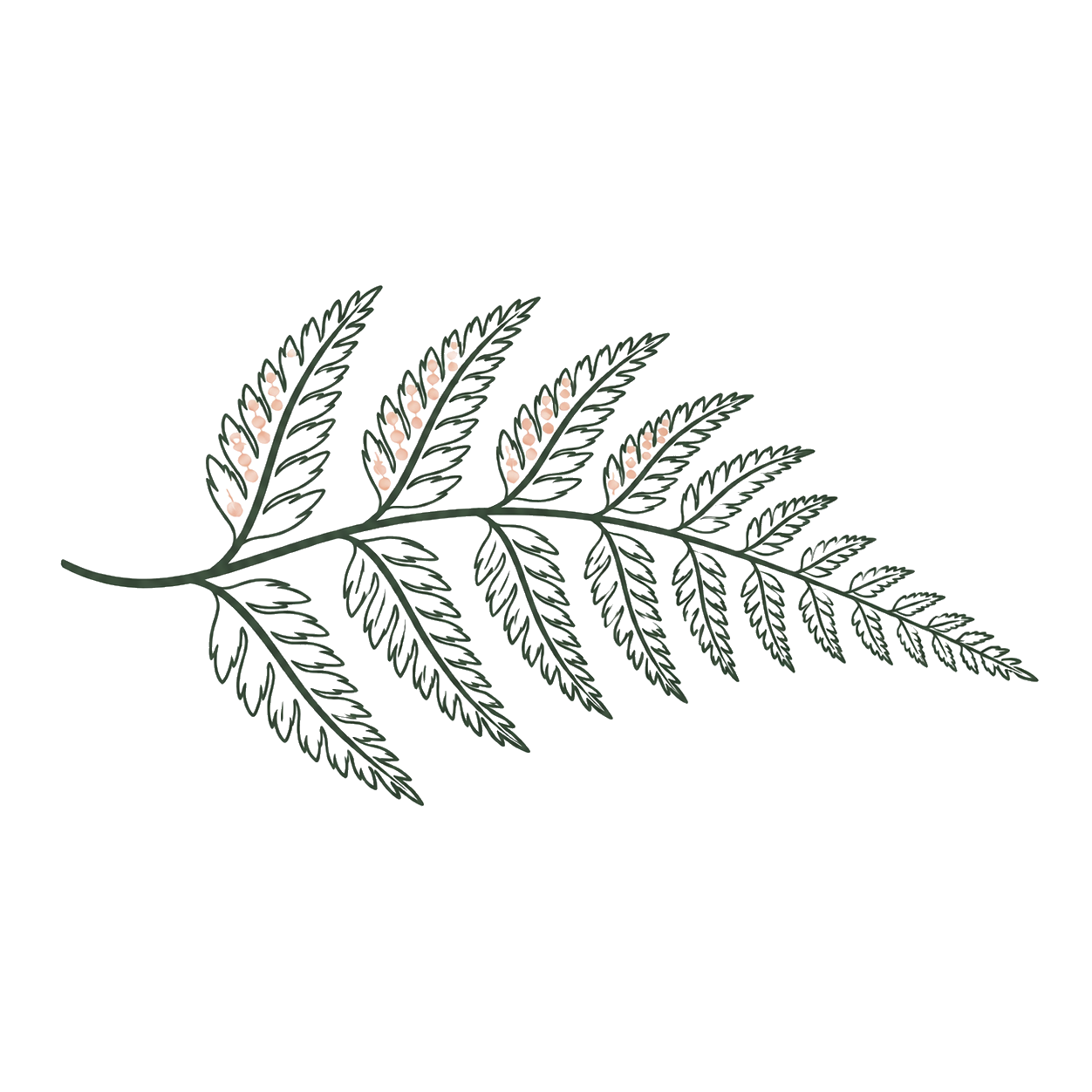 A botanical illustration of a fern leaf with detailed green fronds and small pink buds.