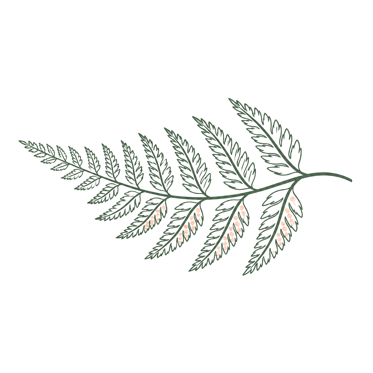 A digital illustration of a fern leaf with small pink berries, outlined in white on a black background.