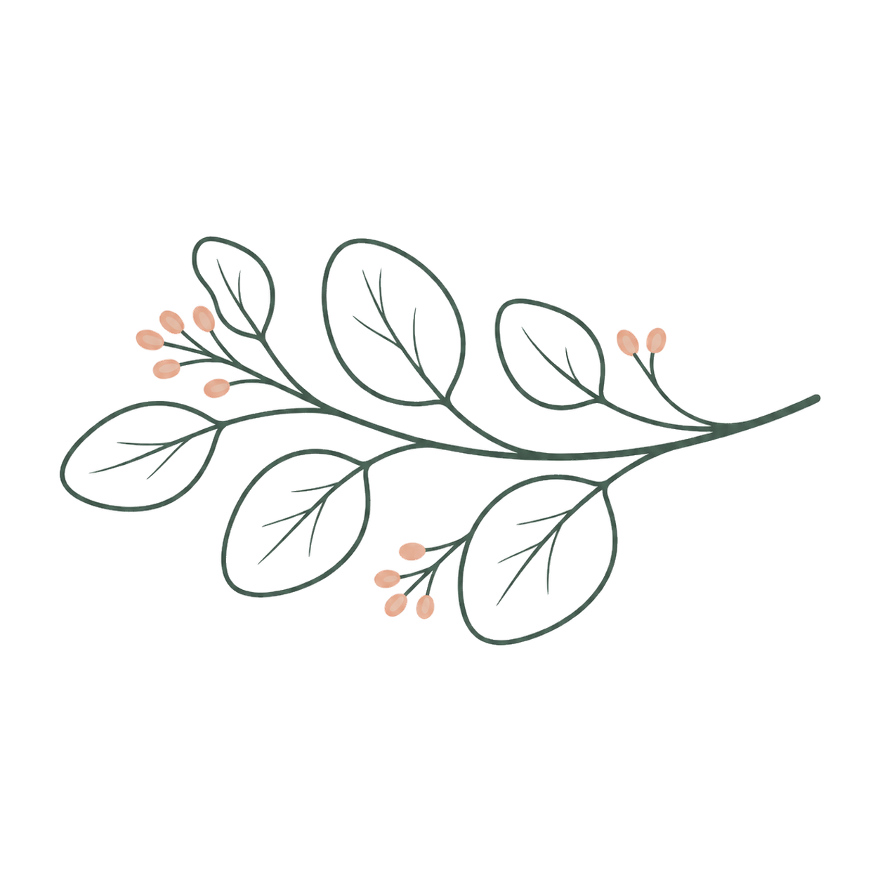 Wireframe drawing of a plant with leaves and small pink berries.